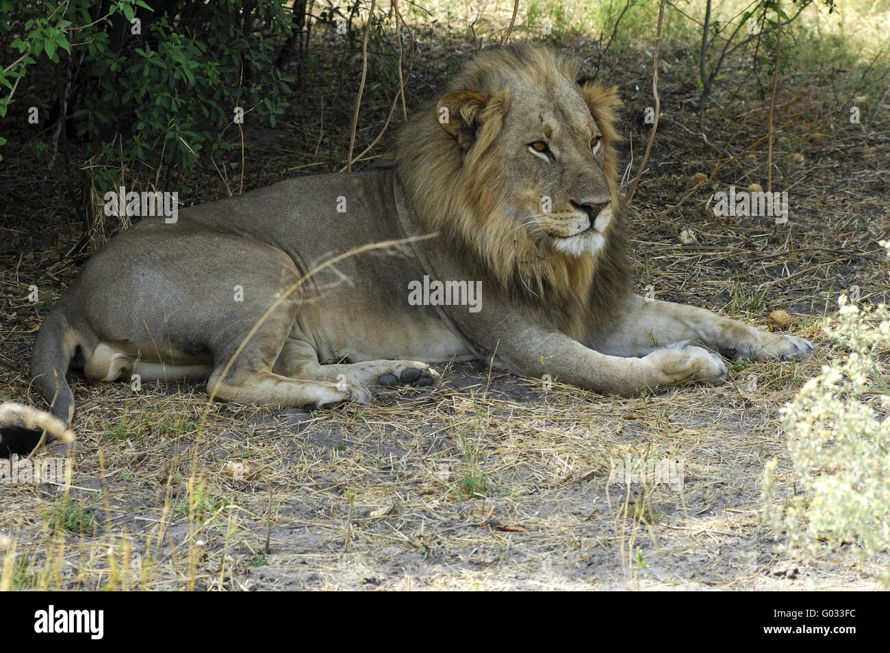 Ruhenden männlichen Löwen Stockfoto
