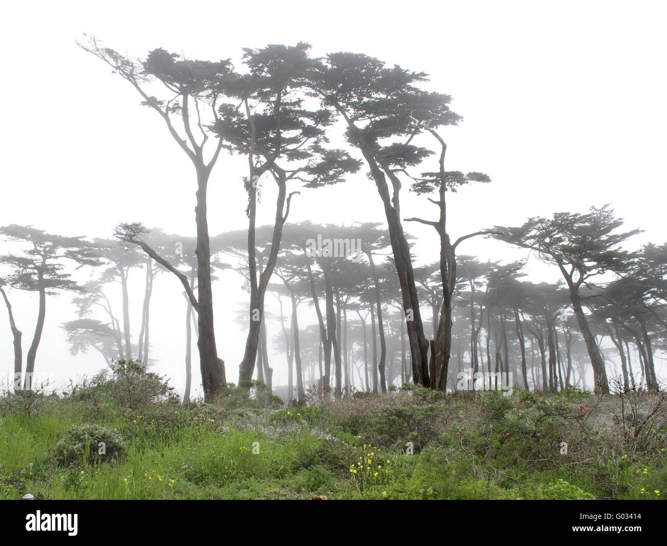 Bäume im Nebel Stockfoto