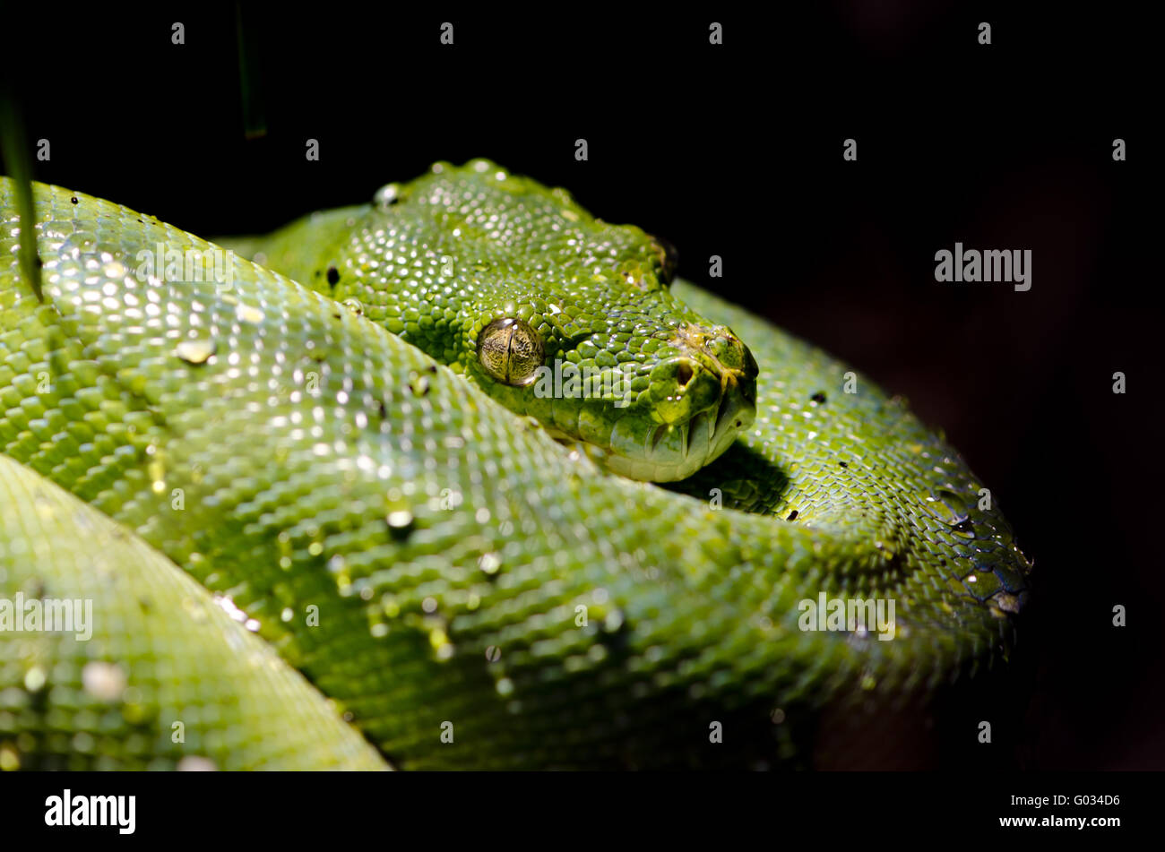 Grüner Baumpython Stockfoto