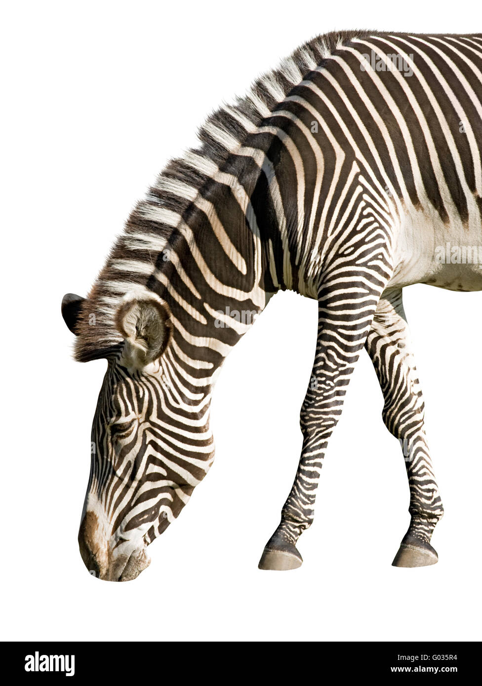 Eine isolierte Foto eines Zebras auf weißem Hintergrund Stockfoto