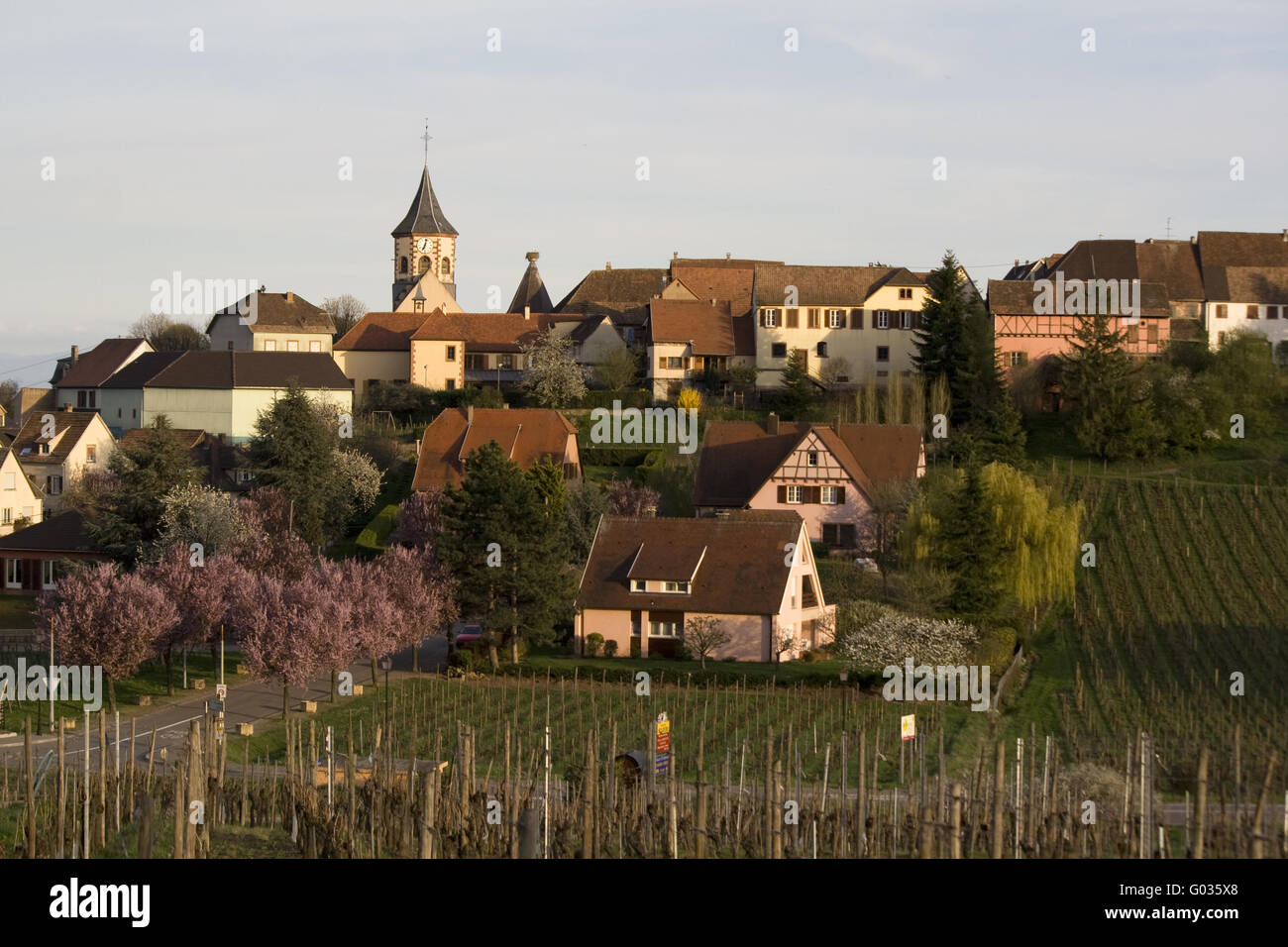 Zellenberg, Elsässer Wein Route, Frankreich Stockfoto