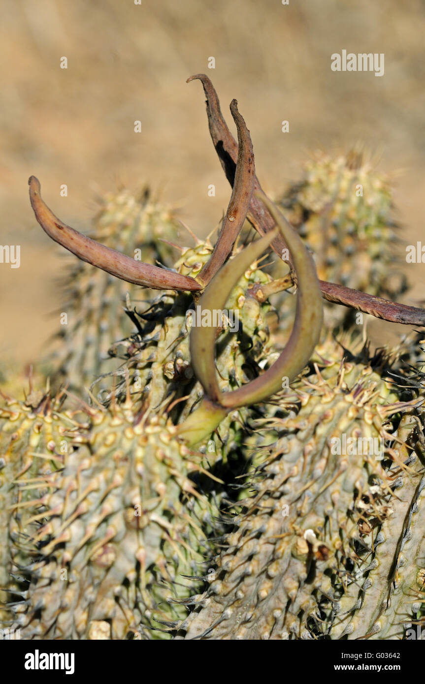 Hoodia Juttae mit Samenkapseln, Südafrika Stockfoto