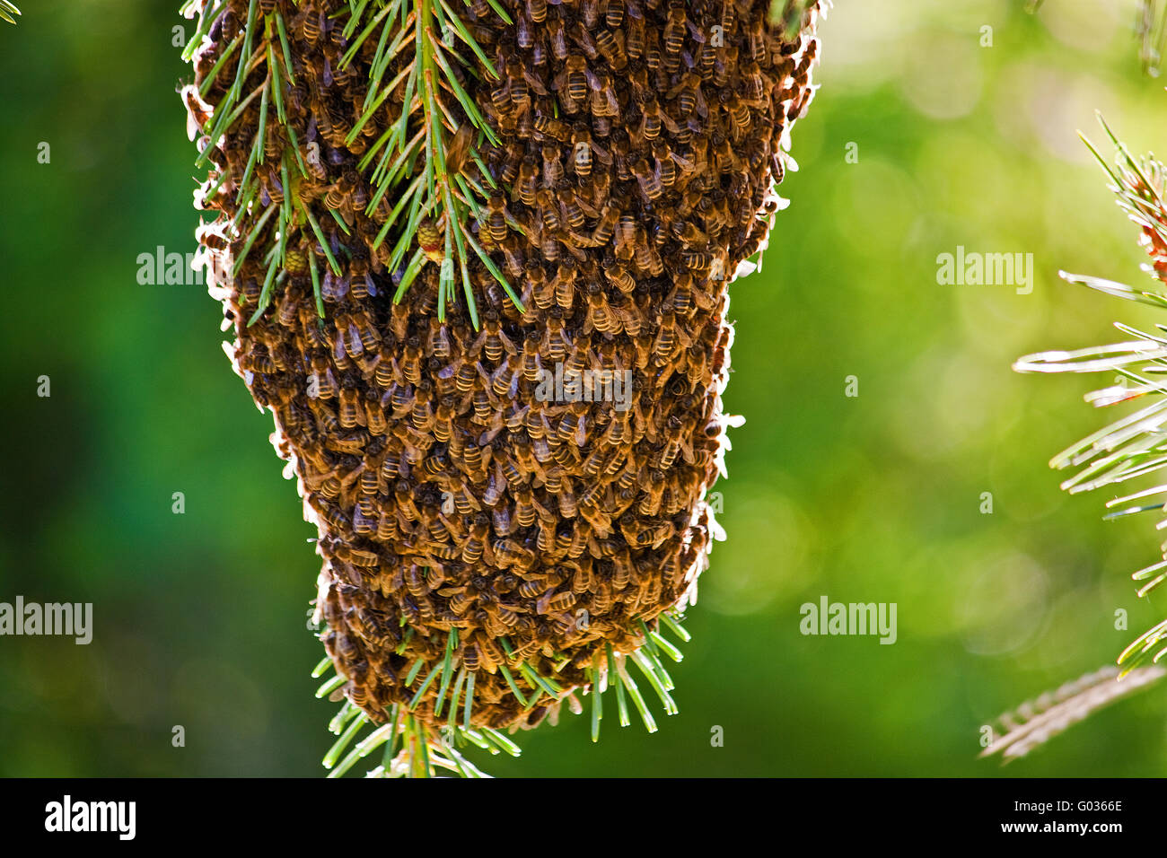 Bienenstock Stockfoto