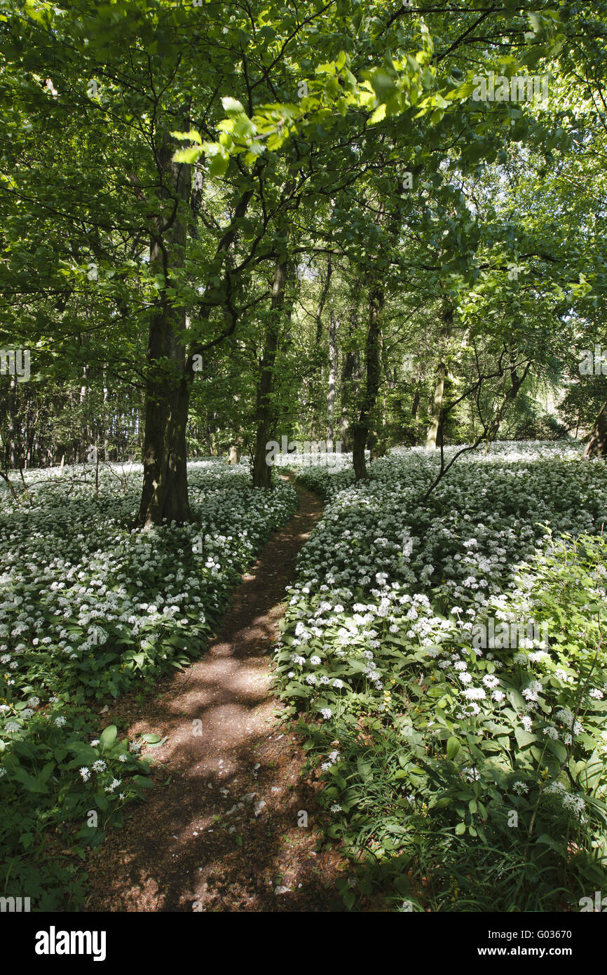 Forststraße und Bärlauch - Teutoburger Wald, Deutschland Stockfoto