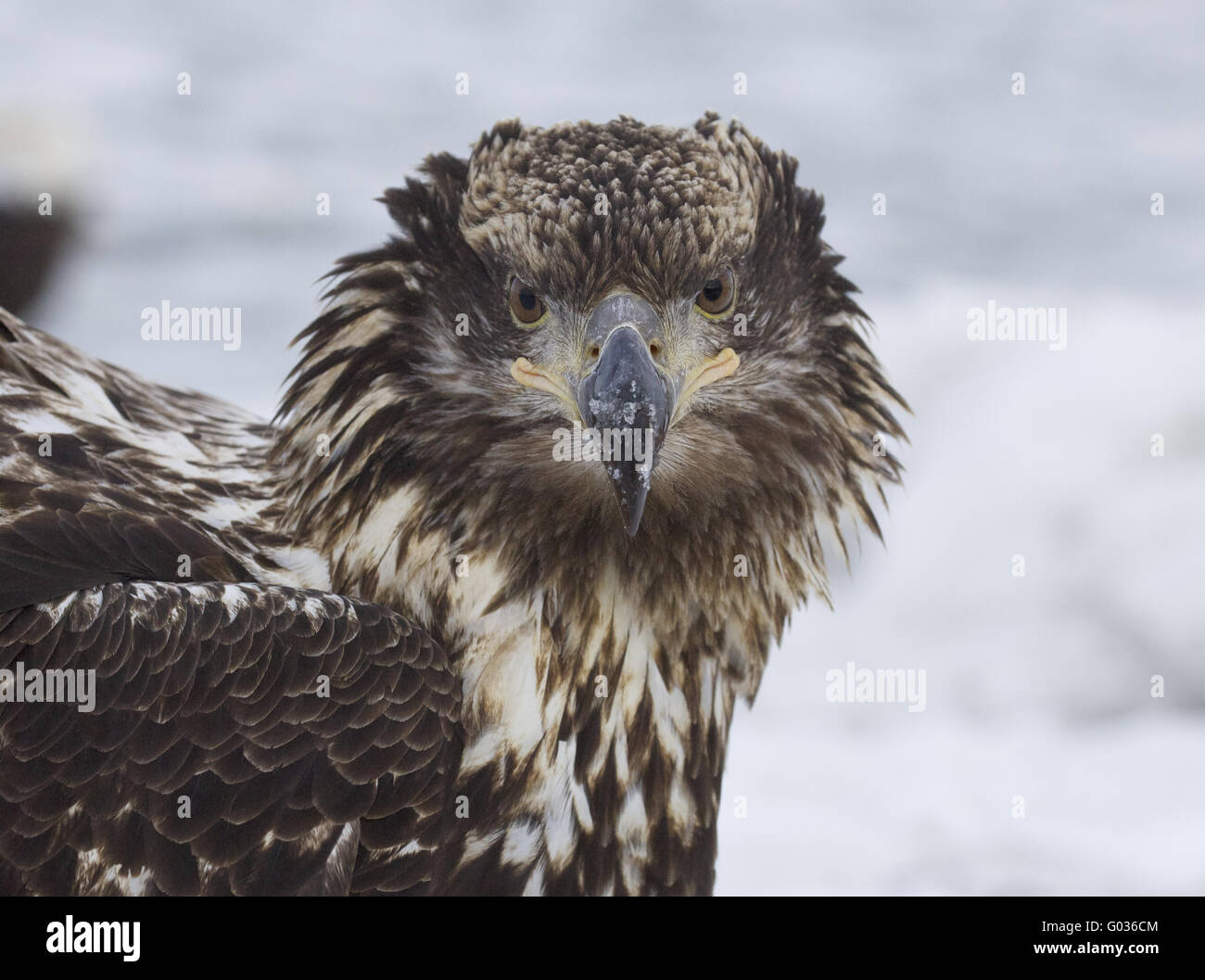 Alaska-Weißkopf-Seeadler Stockfoto