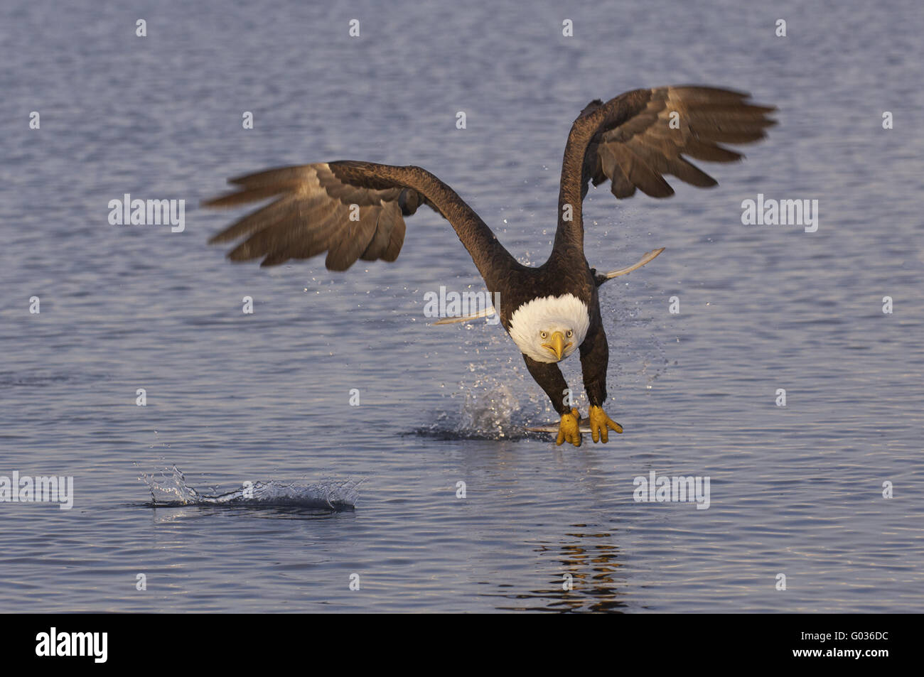 Alaska-Weißkopf-Seeadler Stockfoto