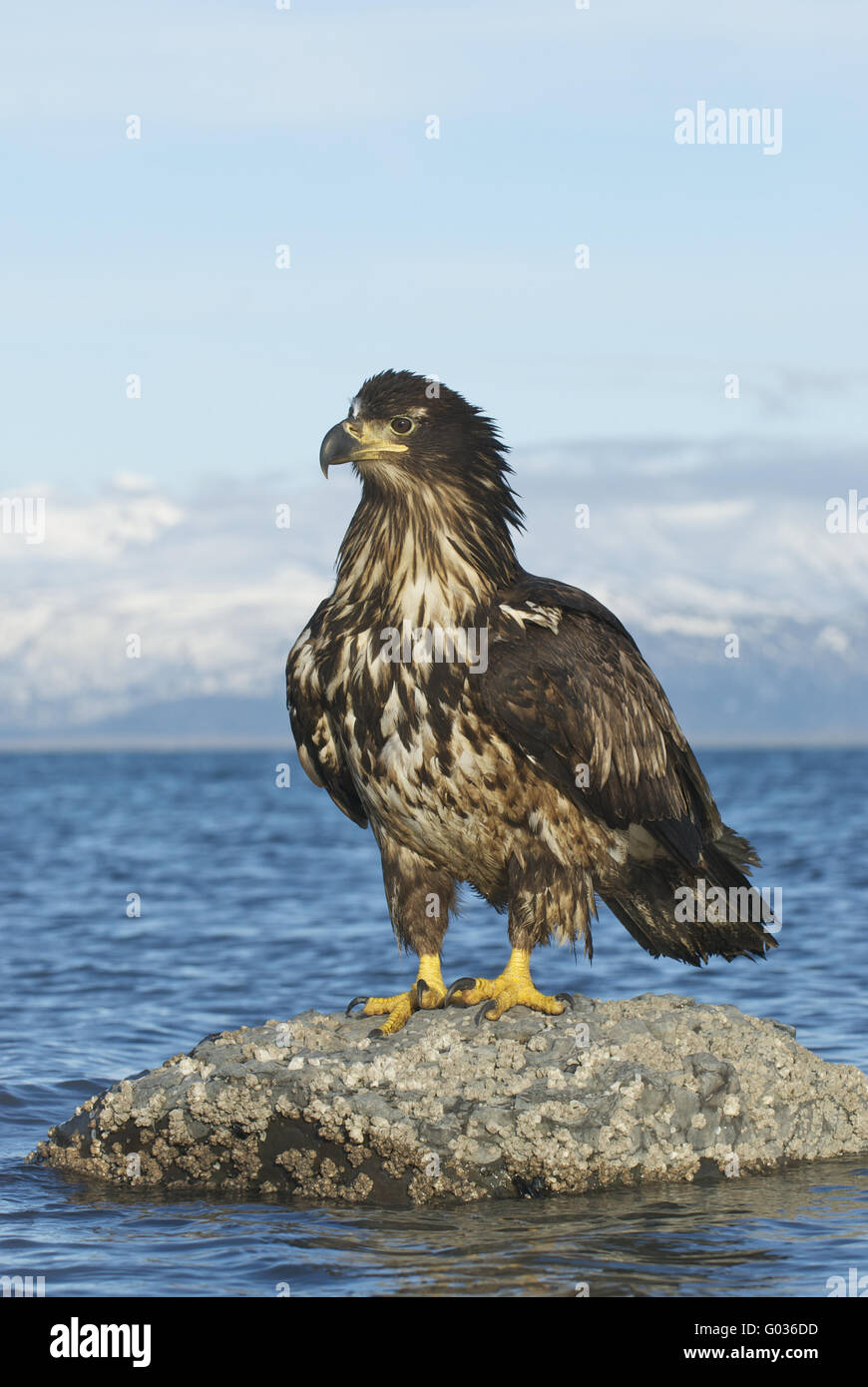 Alaska-Weißkopf-Seeadler Stockfoto