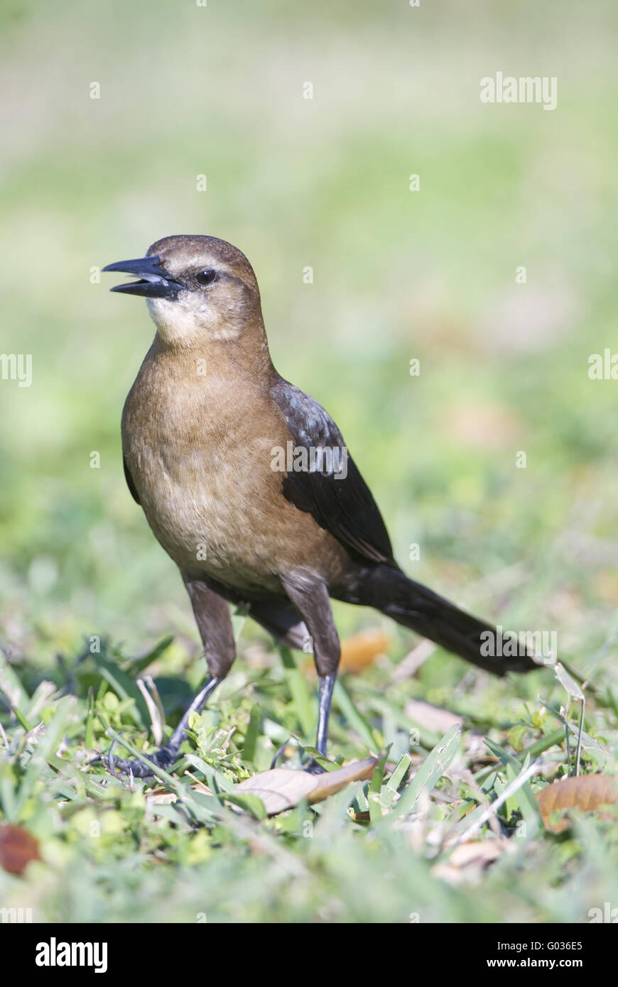 Weibliche Boattail Grackle Stockfoto