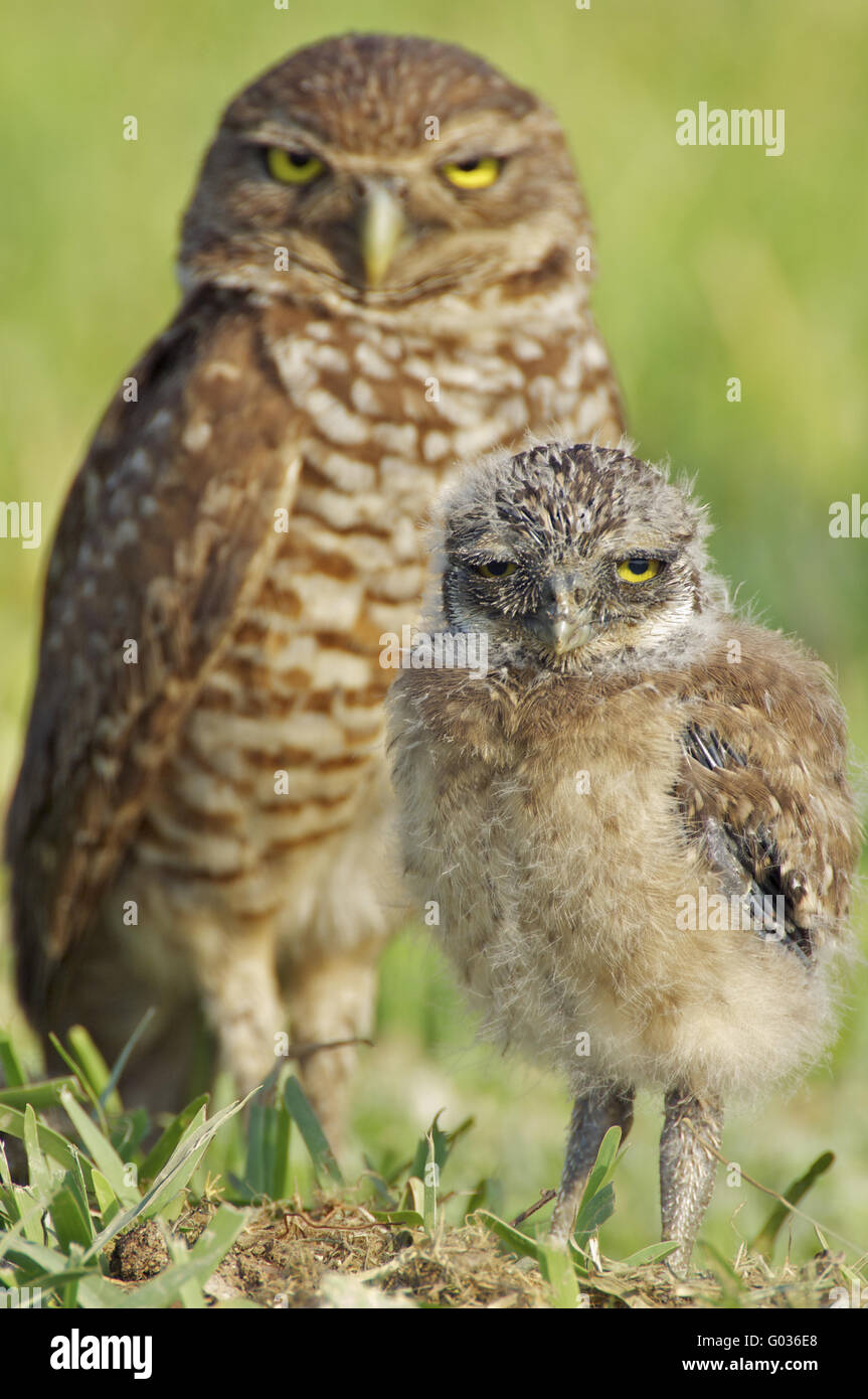 Burrowing Owls Stockfoto