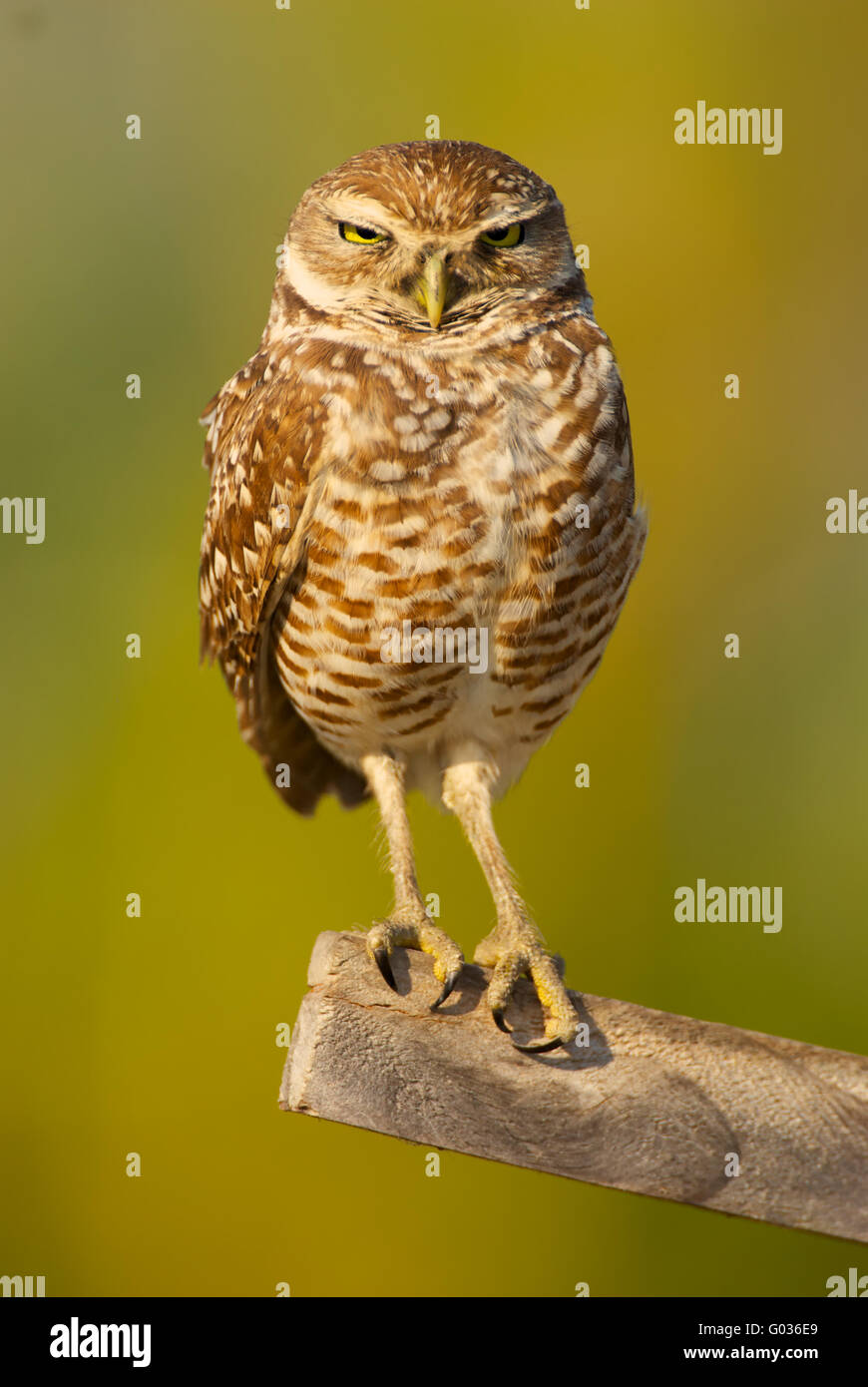 Kanincheneule Stockfoto