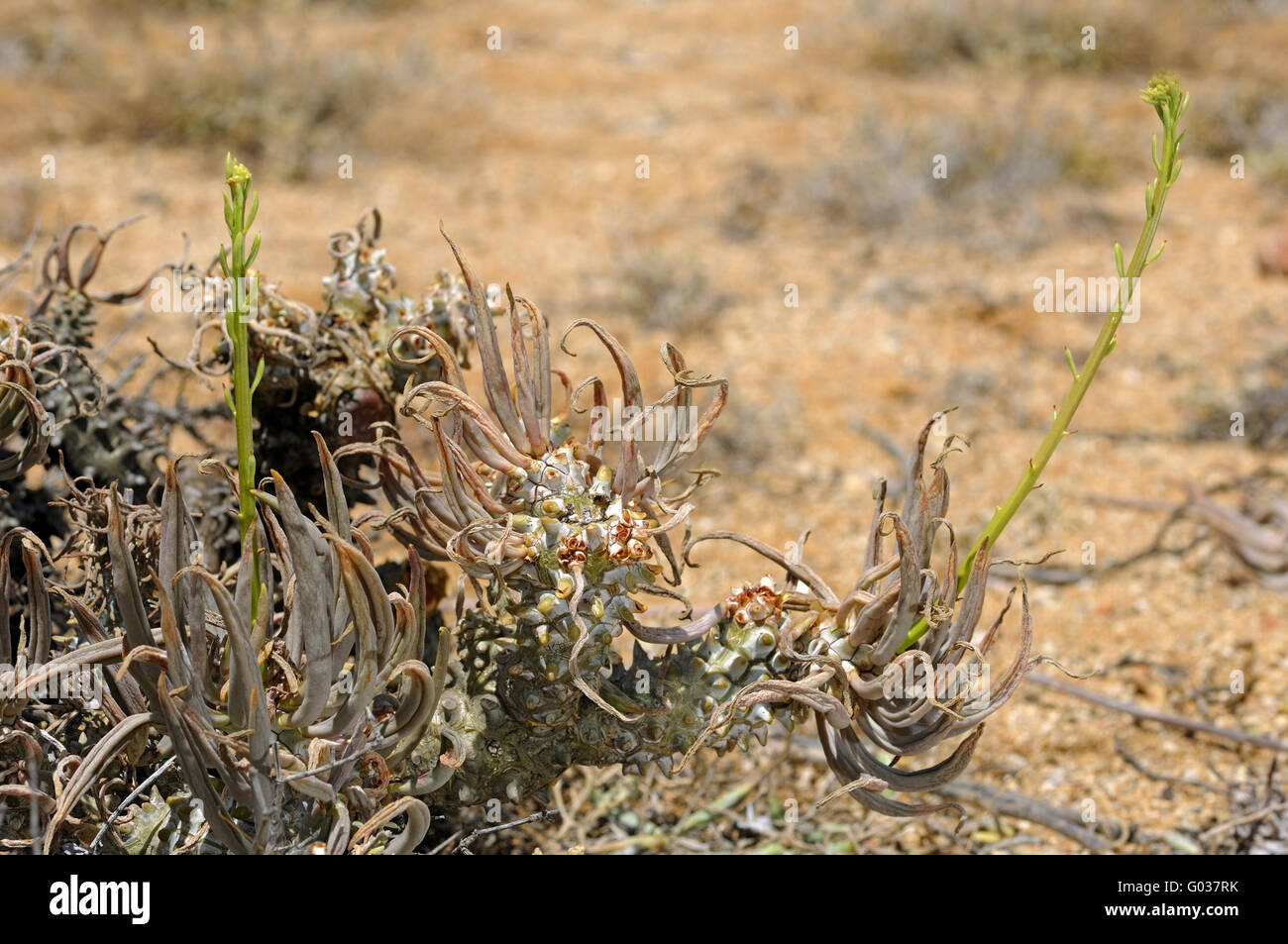 Tylecodon Wallichii mit Blütenknospen, Südafrika Stockfoto