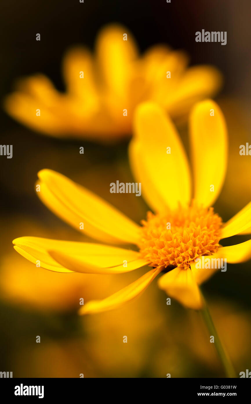 Gelbes Gänseblümchen mit Makro-Objektiv Stockfoto