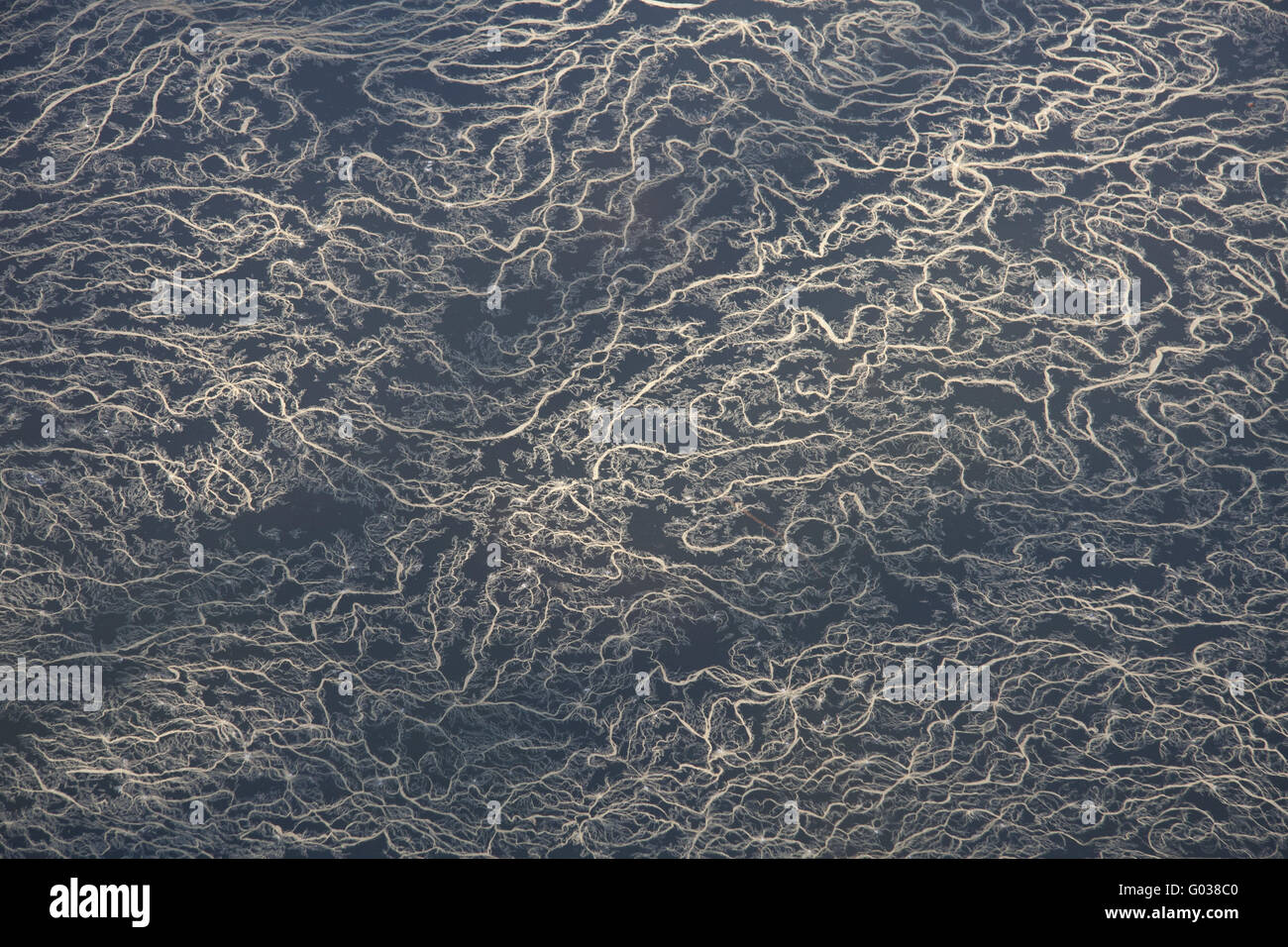 Pollen, die Schaffung eines besonderen Design auf dem Wasser Stockfoto
