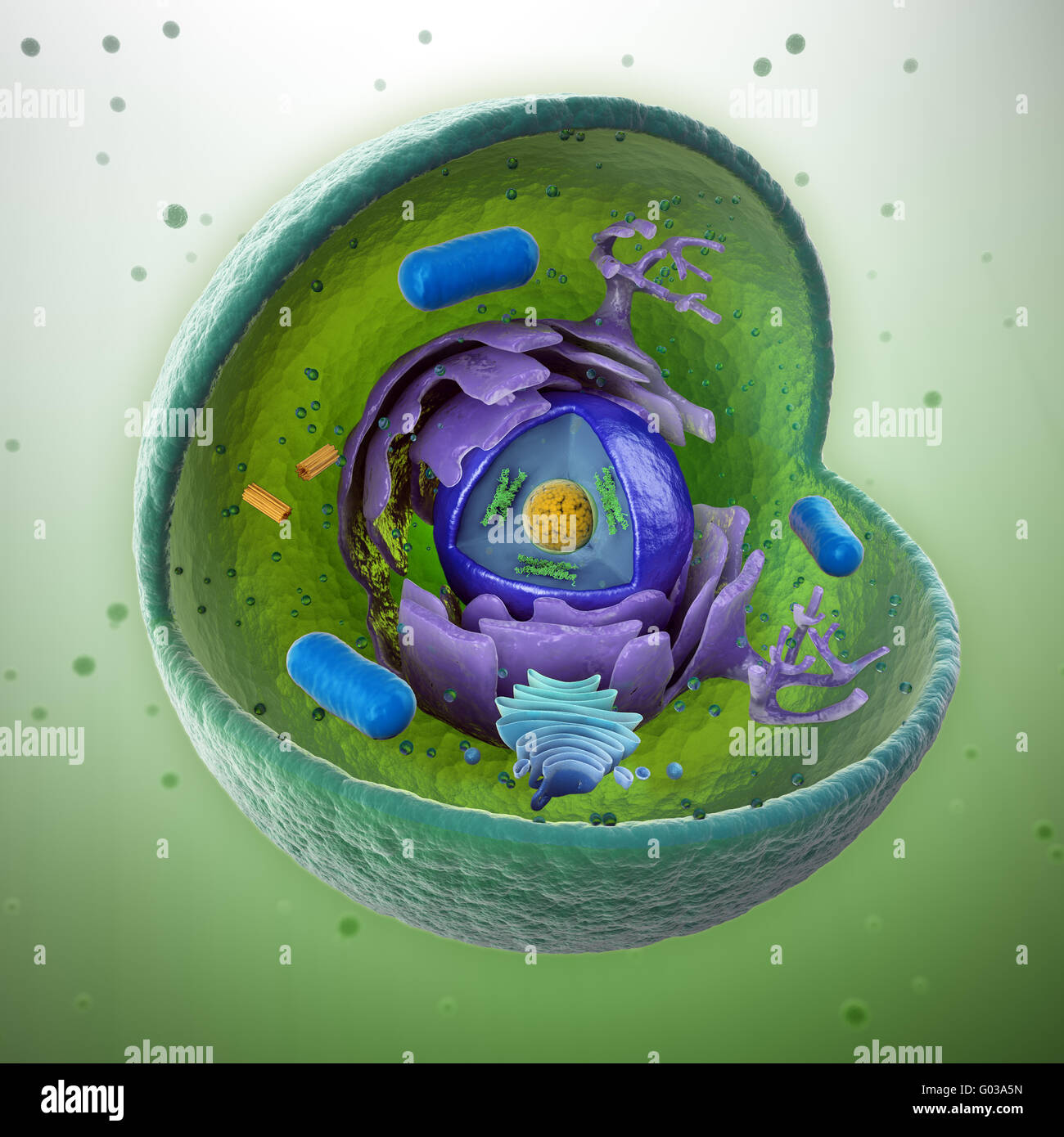 Tierzelle Cut-away - wissenschaftlich korrekt 3D-Illustration Stockfoto