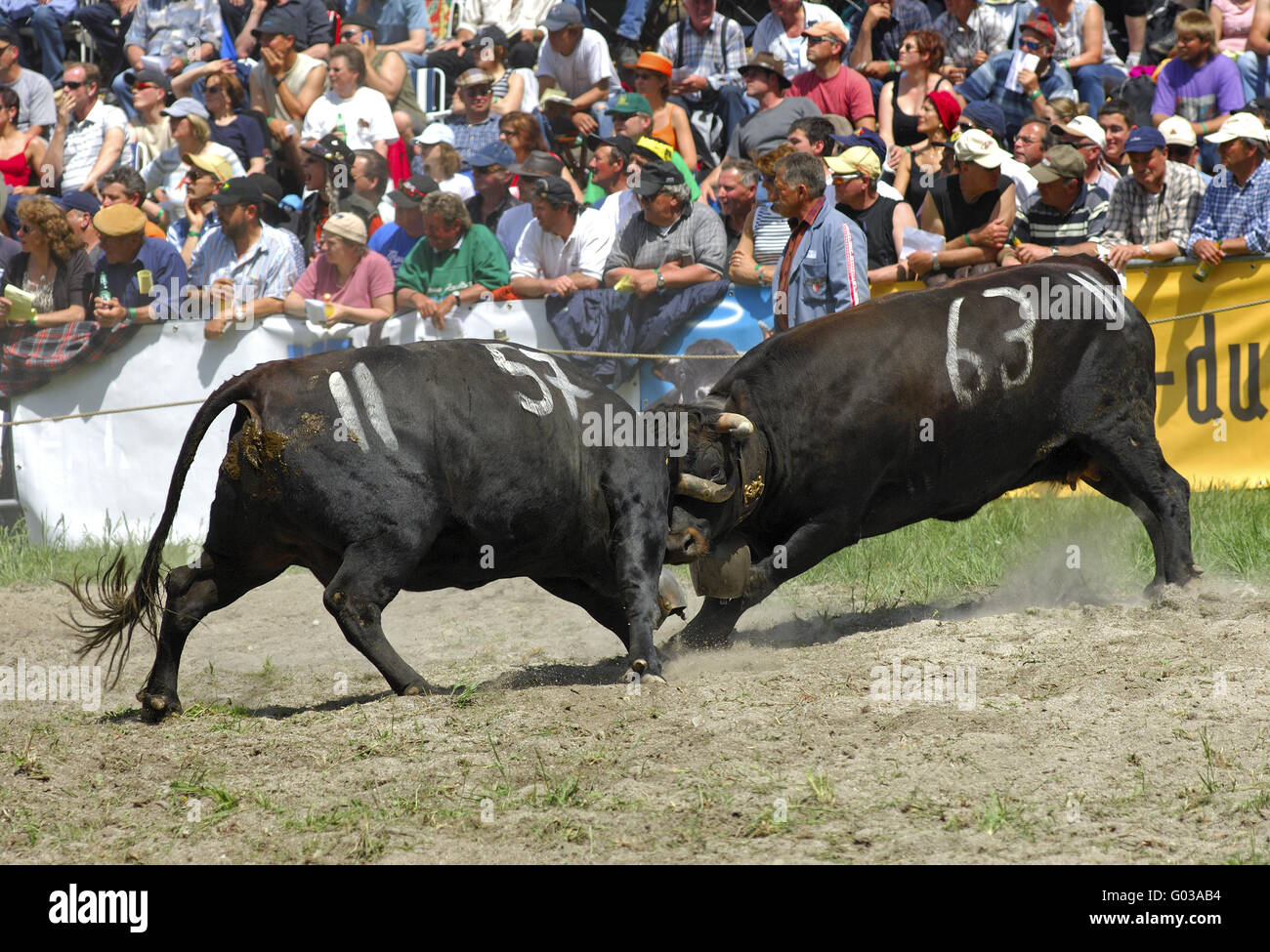 Herens kämpfende Kühe im Ring, Schweiz Stockfotografie - Alamy