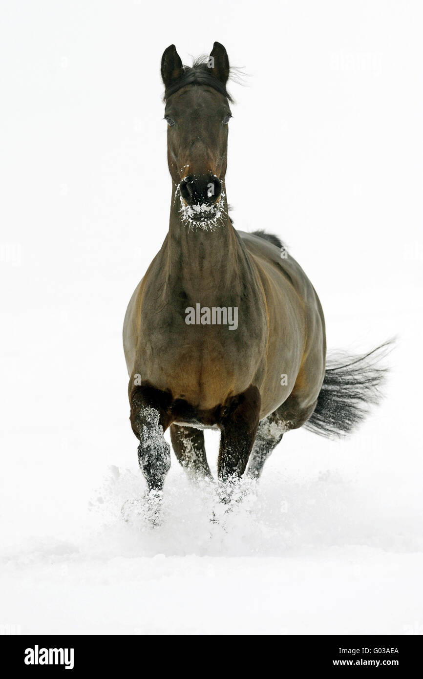 sheared rasierten Pferd Schnee Stute Stockfoto