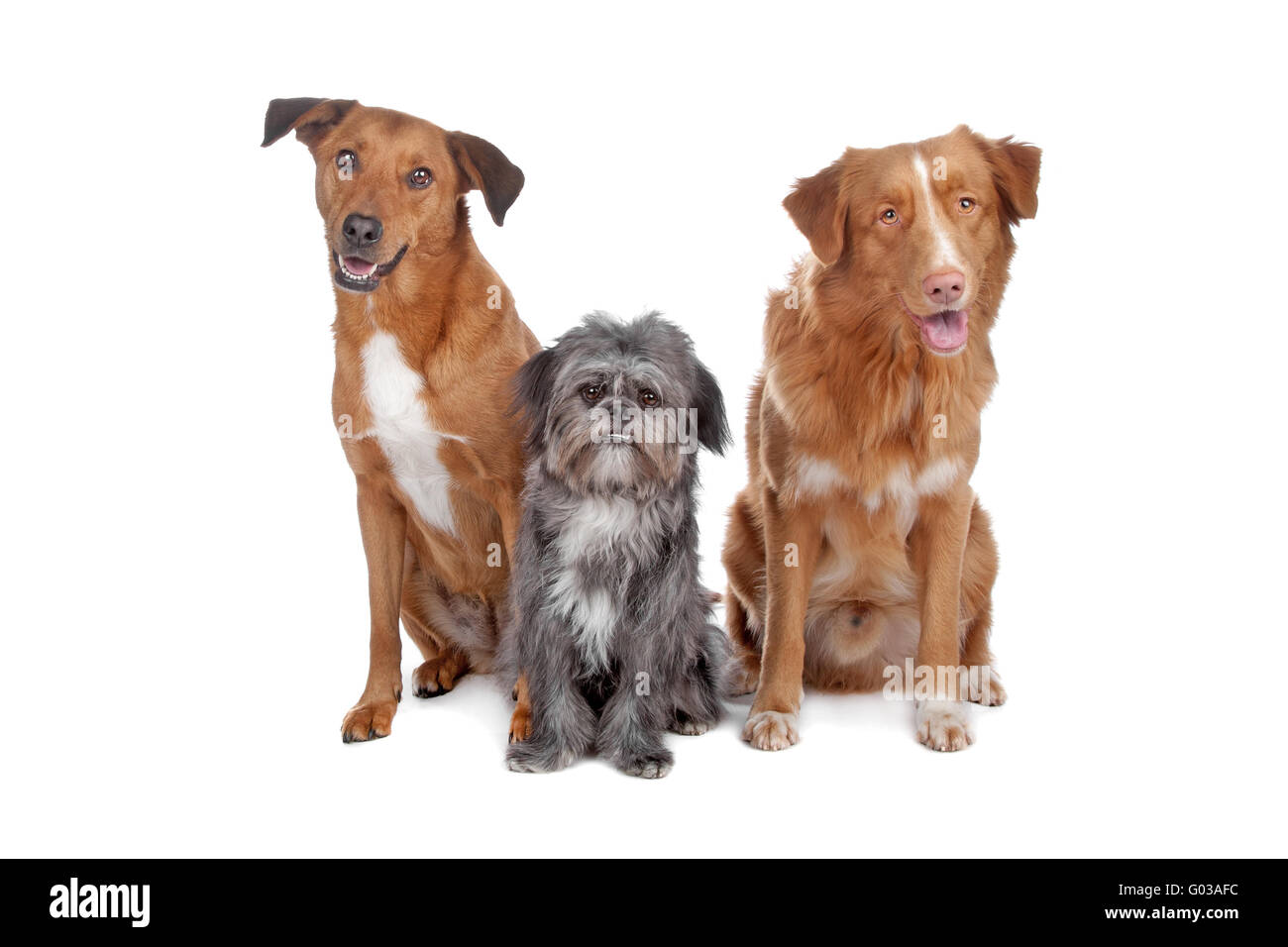 Zwei Hunde und eine Nova Scotia Duck Tolling Retriever mischen Stockfoto