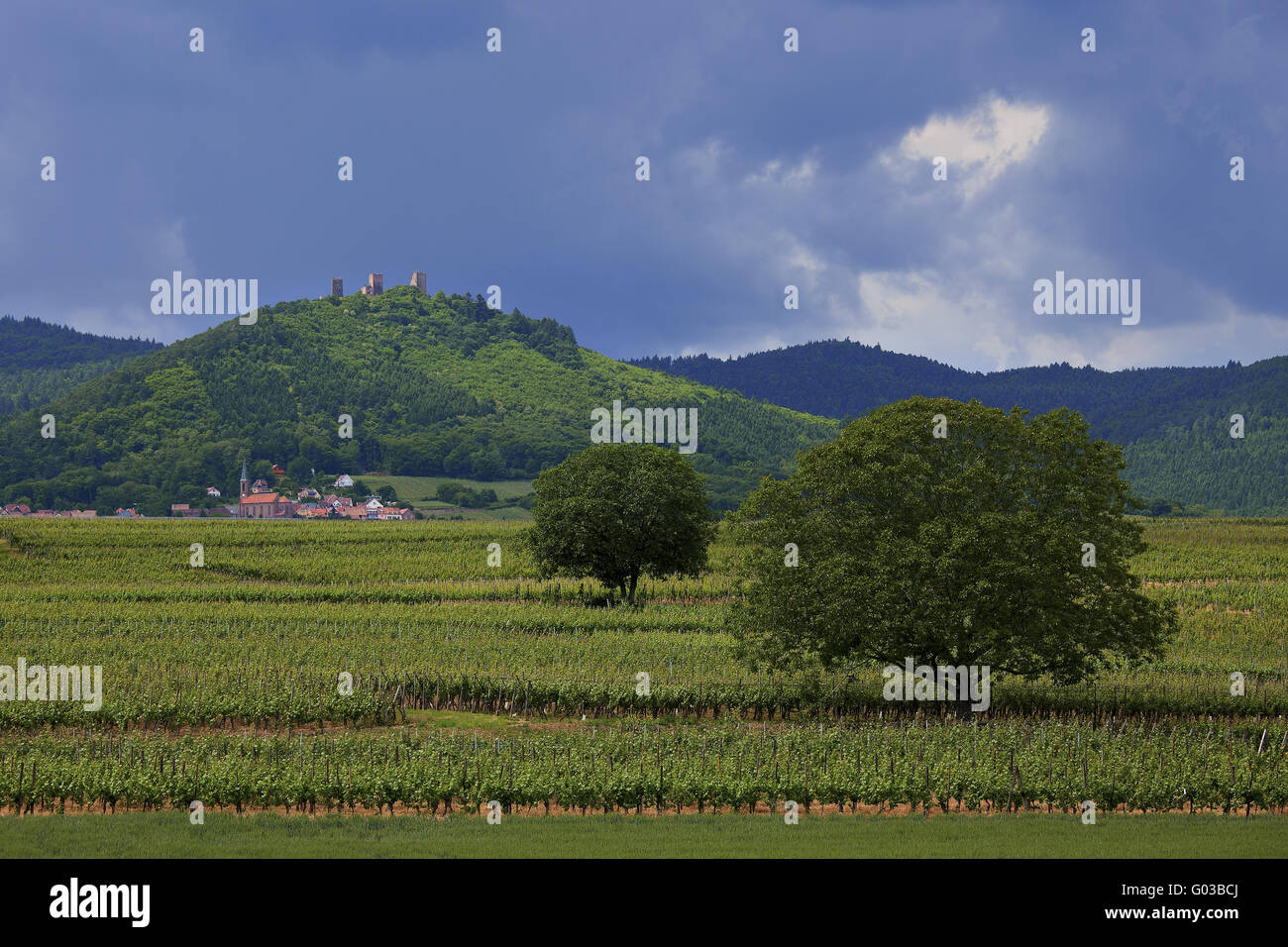 Weinberge in Husseren-Les-Châteaux, Elsass, Frankreich Stockfoto