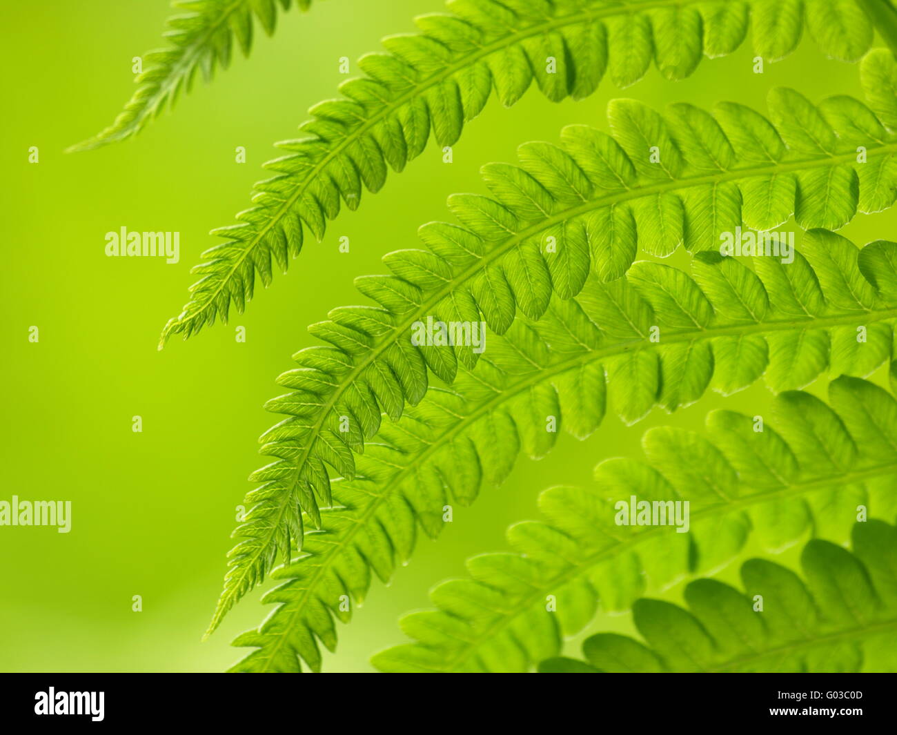 Ostrich Fern / Federball Farn / Farn Stockfoto