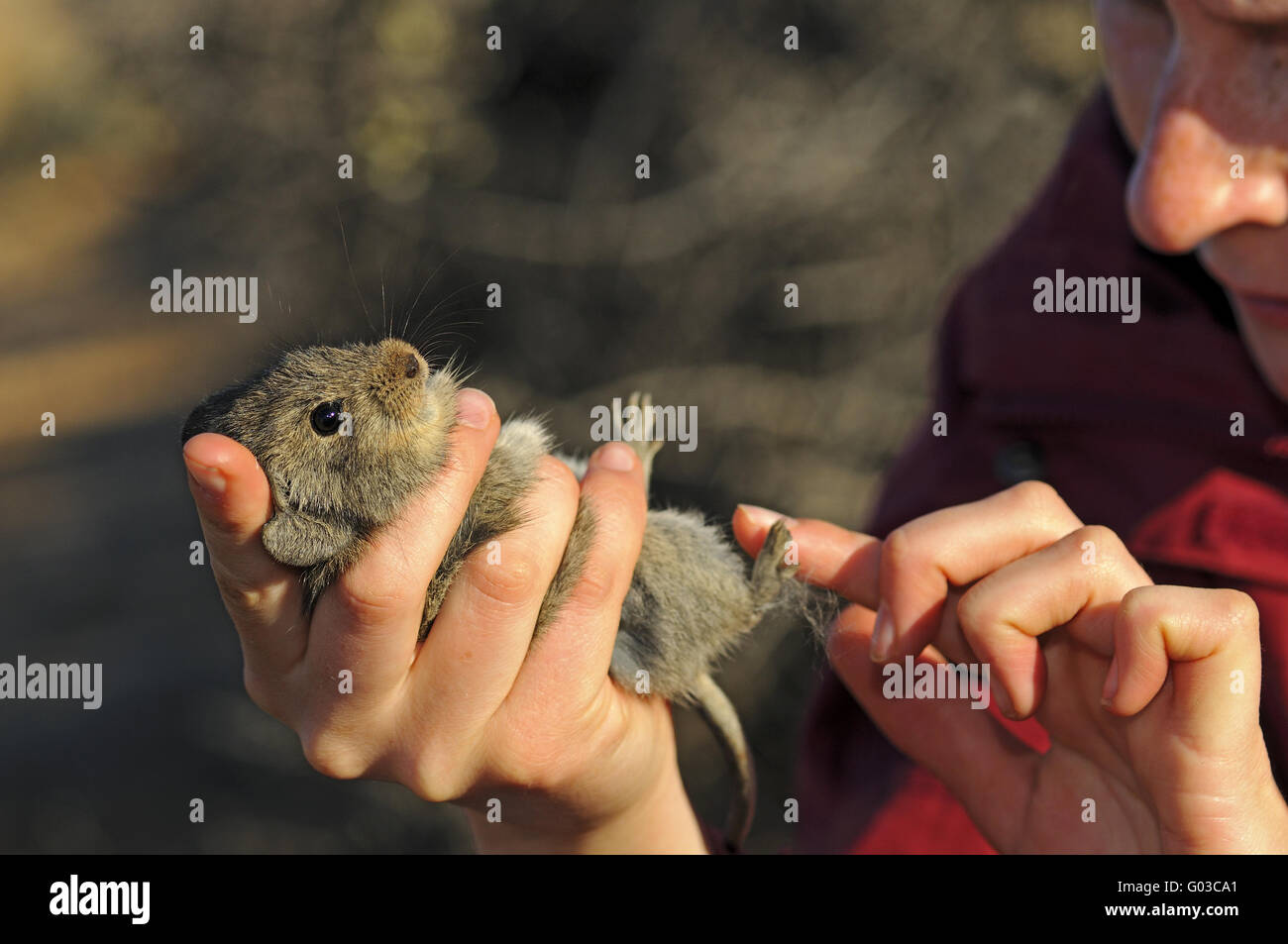 Zoologe, die Prüfung einer vier-gestreiften Rasen-Maus Stockfoto