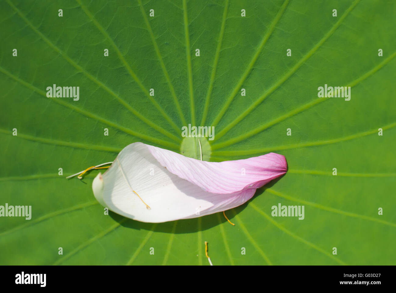 Blütenblatt der pink Lotus auf frische grüne Blätter gefallen Stockfoto