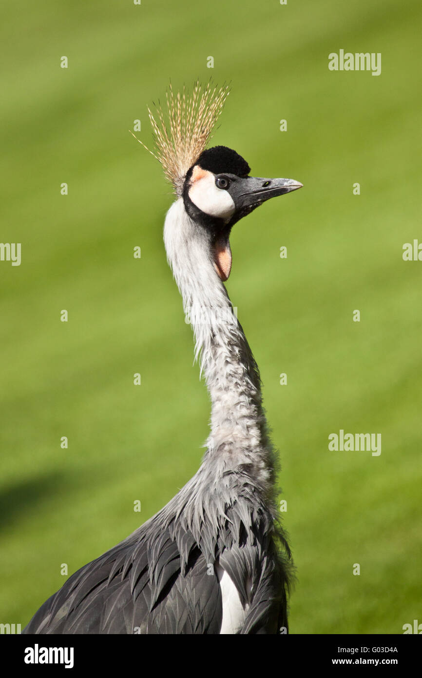 Grey gekrönter Kran (Balearica Regulorum gibbericep Stockfoto