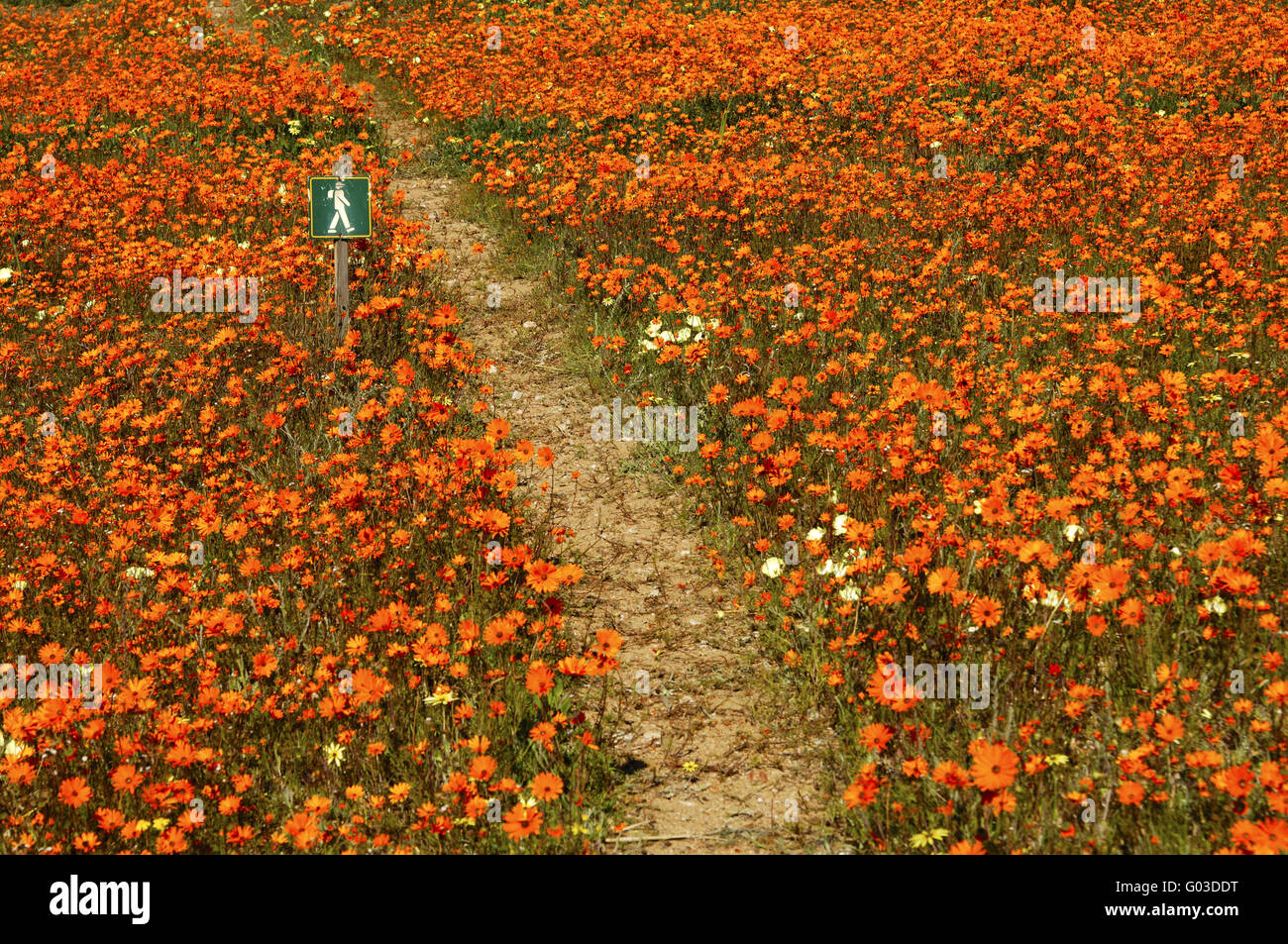 Markierten Wanderweg durch Dichte Blumenteppiche Stockfoto