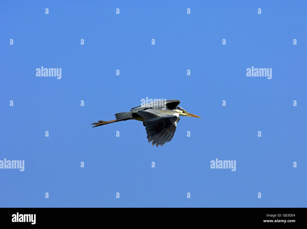 Fliegende Graureiher (Ardea Cinerea) Stockfoto