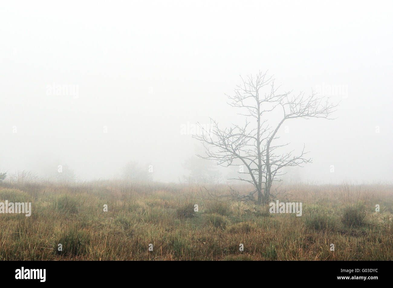 Hornisgrinde im Nebel, Schwarzwald Deutschland Stockfoto