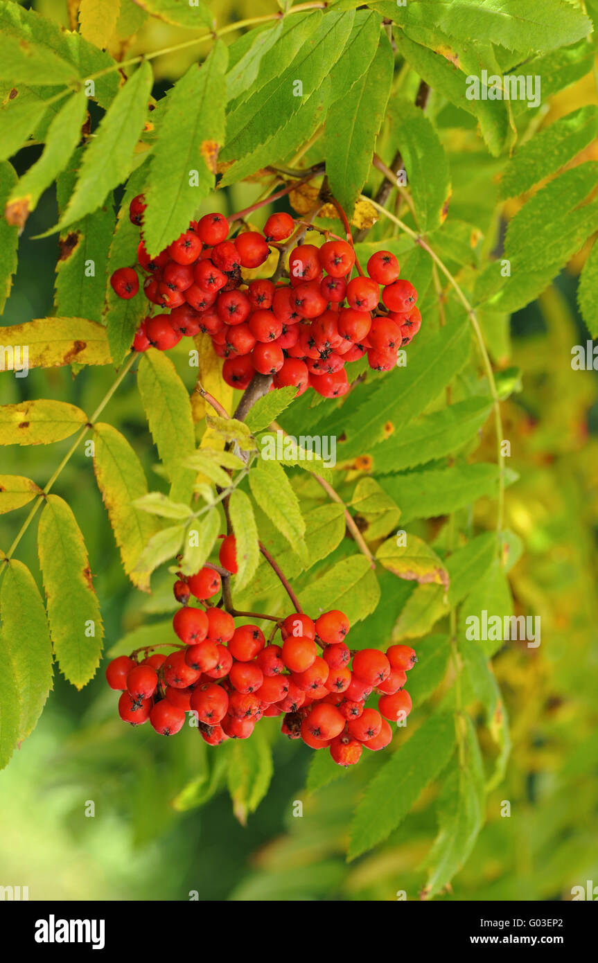 Früchte des Europäischen Rowan Stockfoto