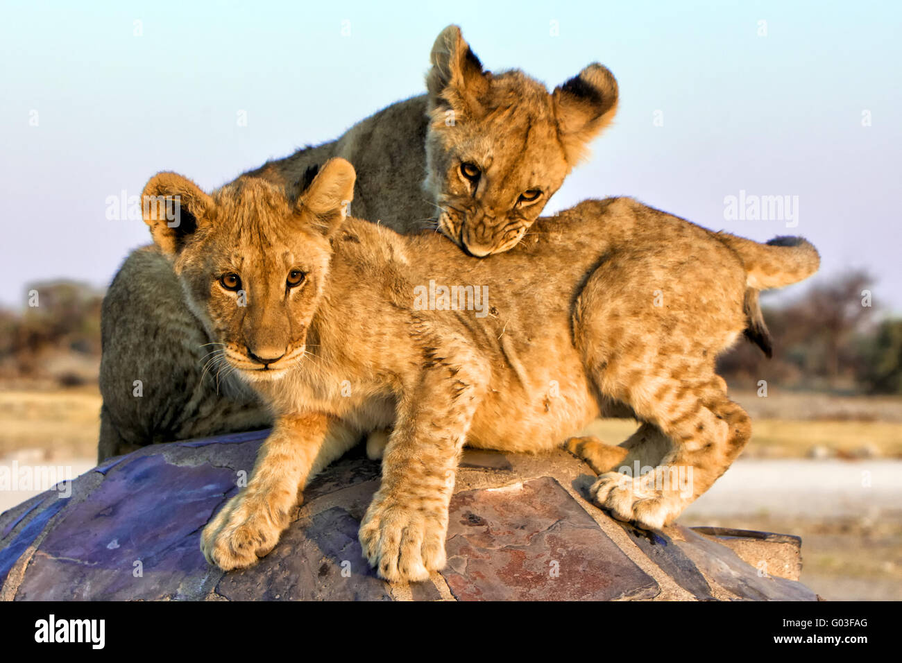 zwei Löwenbabys an Chudob Wasserstelle am Etosha namibi Stockfoto