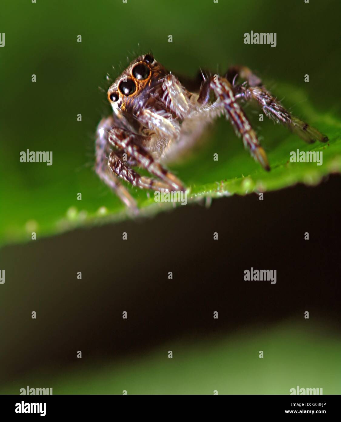 Spinne auf Blatt Stockfoto