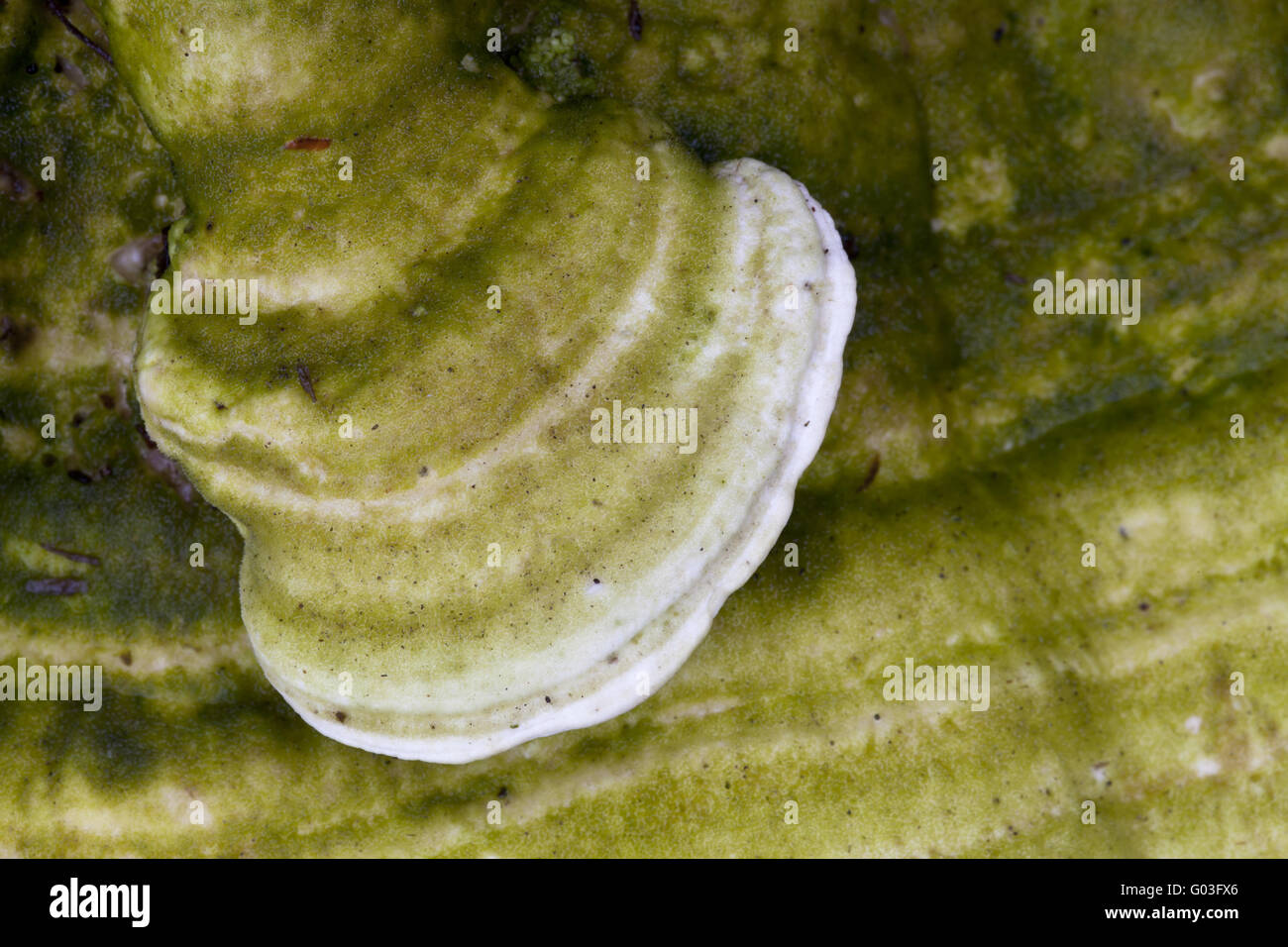 Zunderschwamm (Zündstoff Fomentarius) mit grünen Algen Stockfoto