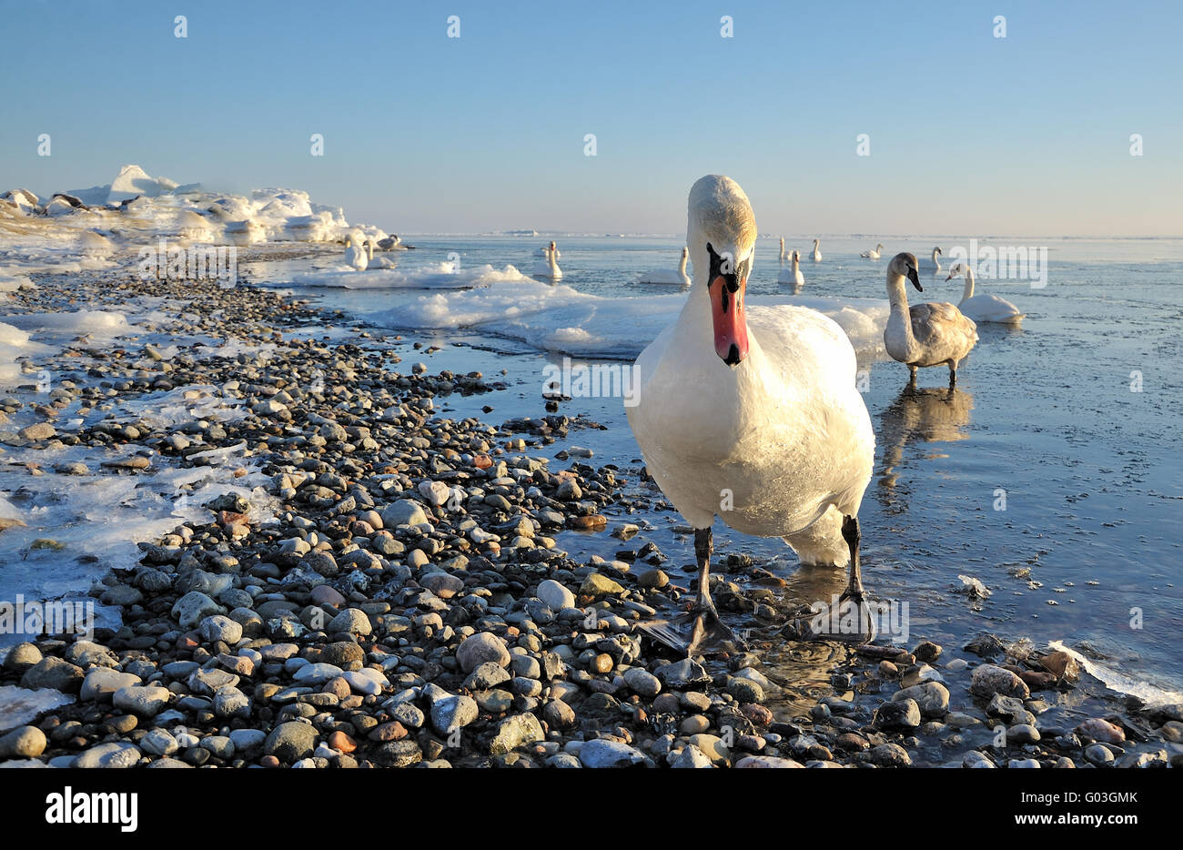 Schwan Stockfoto
