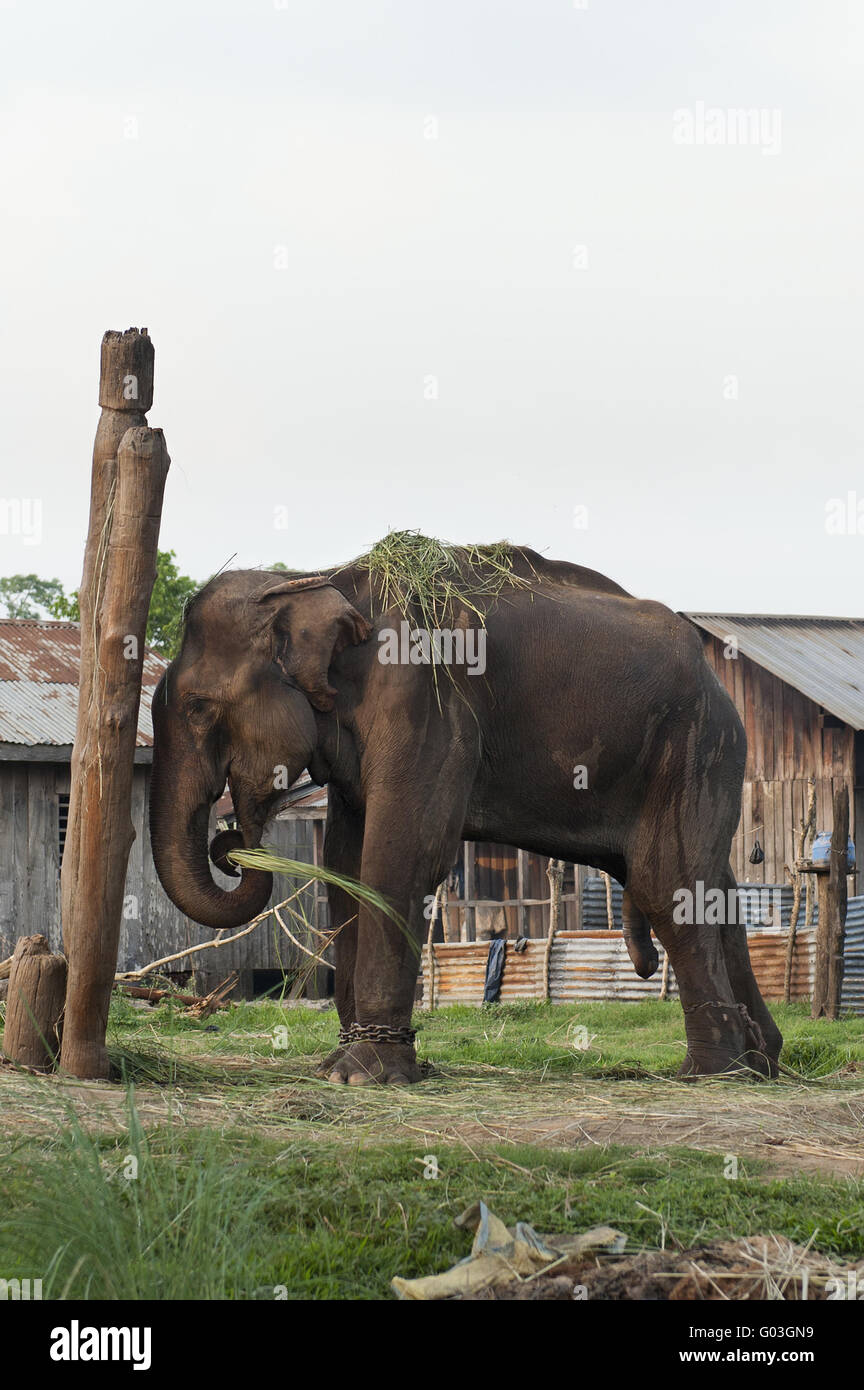 Asiatischer Elefant von Nepal Stockfoto