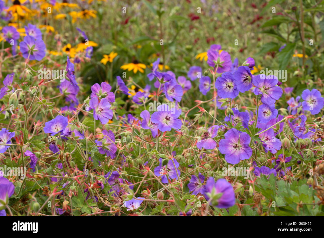 Wiesen-Storchschnabel - Geranium Pratense 'Rozanne' Stockfoto