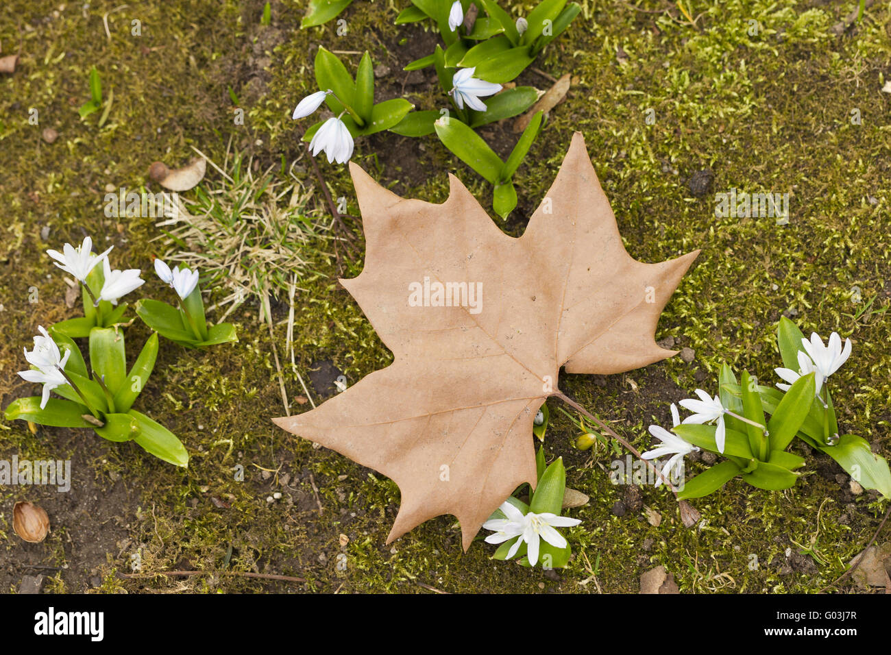 Maple Leaf und Kegel Blume (seit Scilloides) Stockfoto
