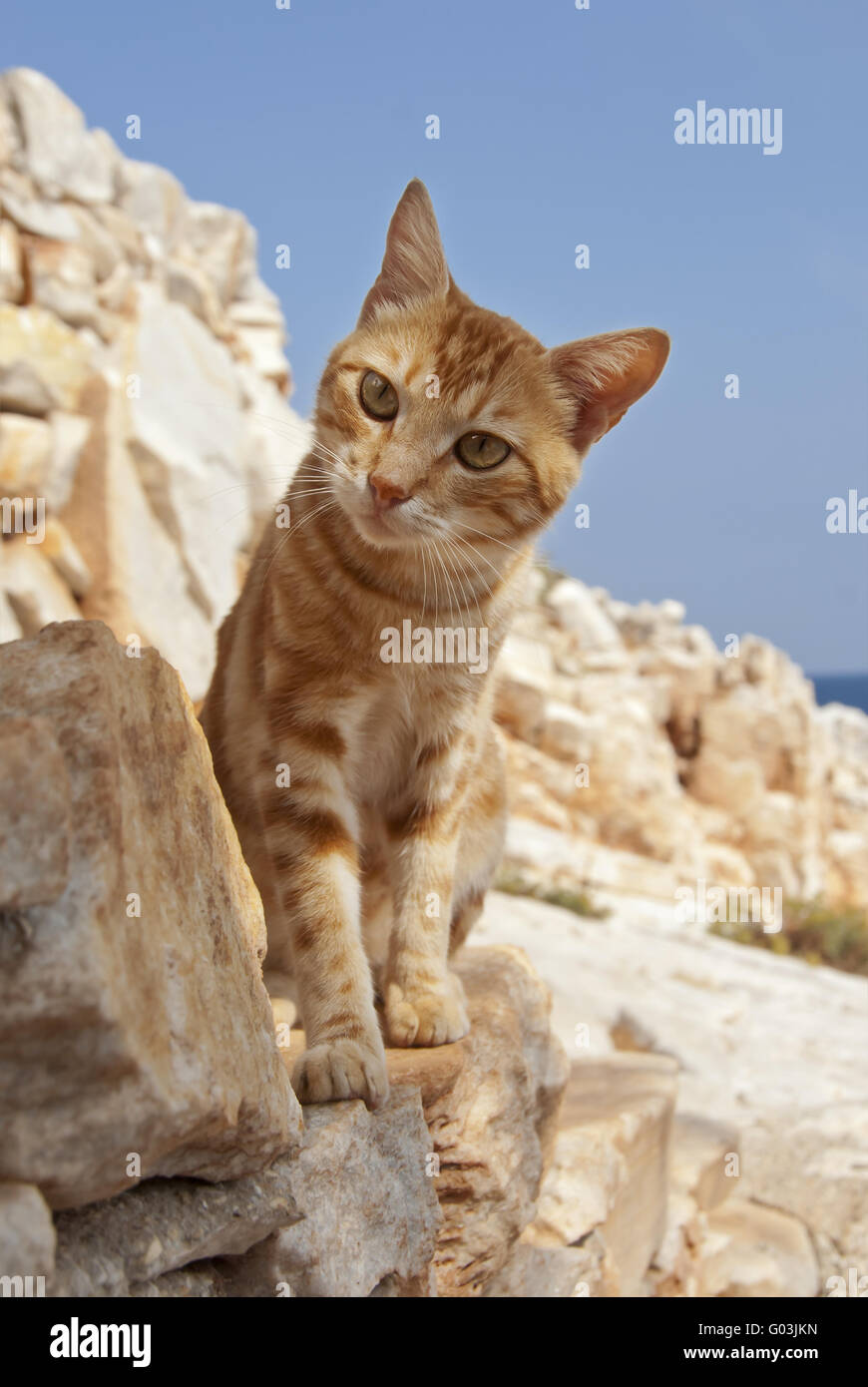 Classic Tabby Katze, rot, auf eine Felswand, Cyclades Stockfoto