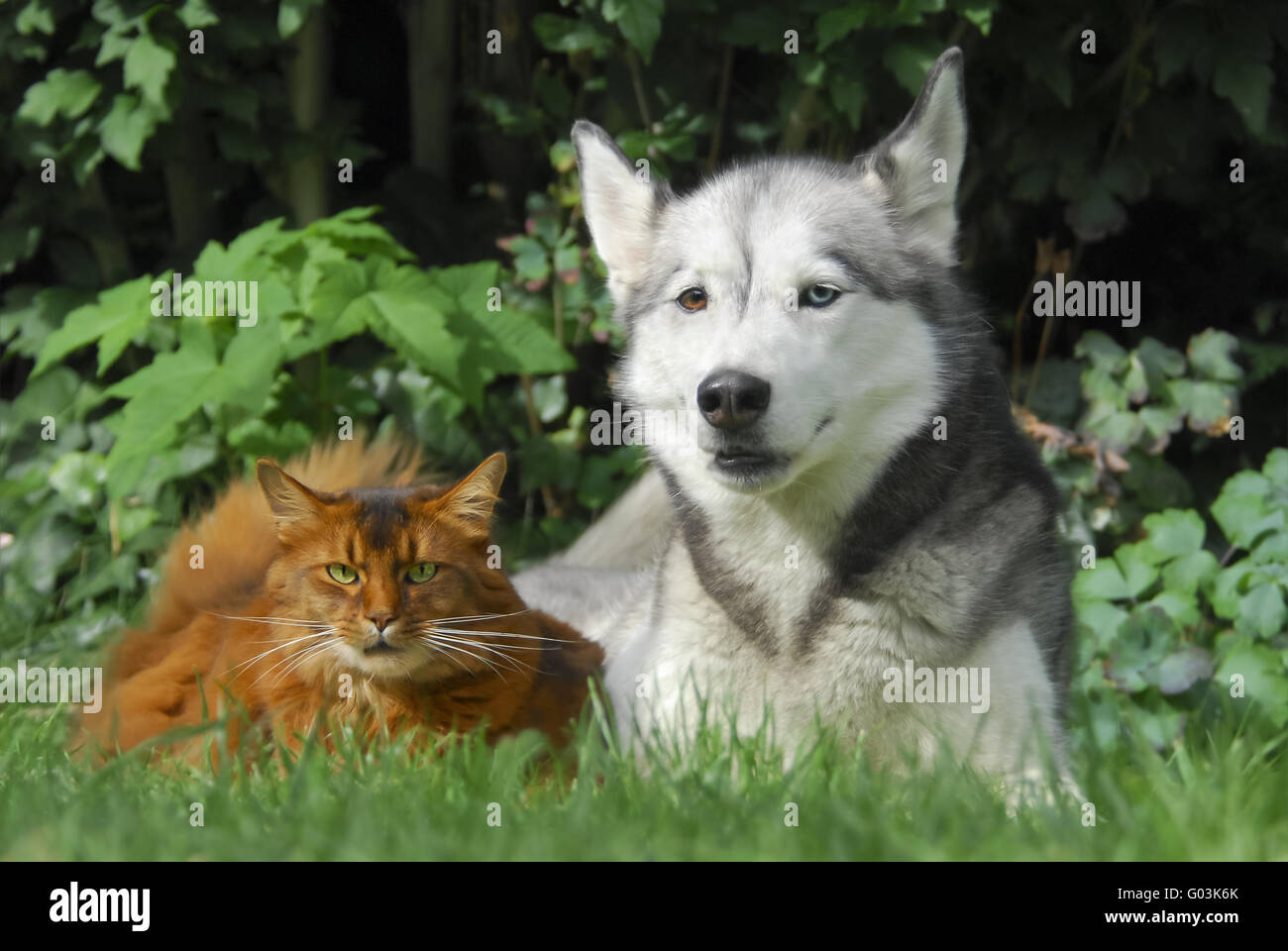 Somali-Katze und Siberian Husky nebeneinander Stockfoto
