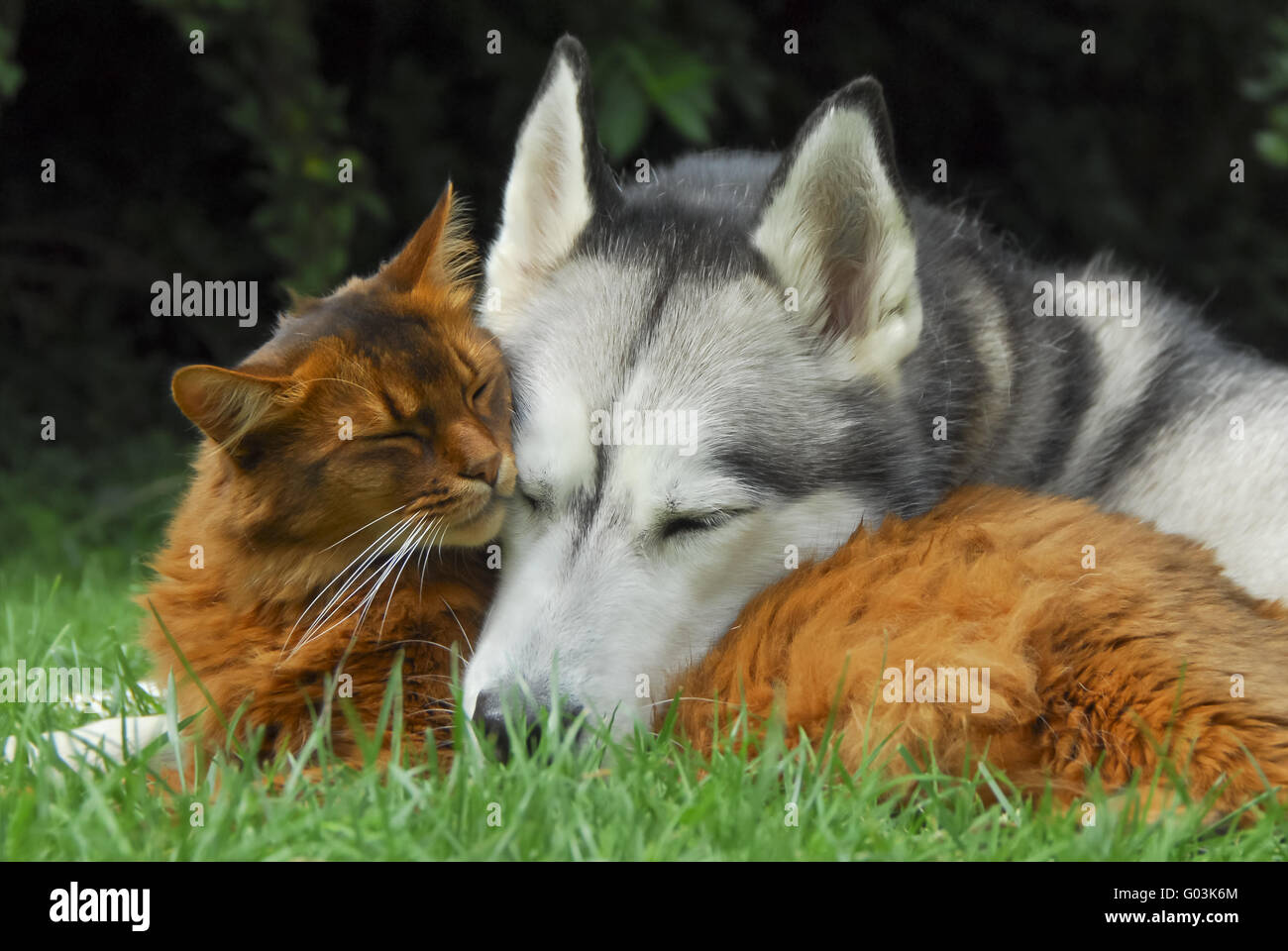 Somali-Katze und Siberian Husky kuscheln zusammen Stockfoto