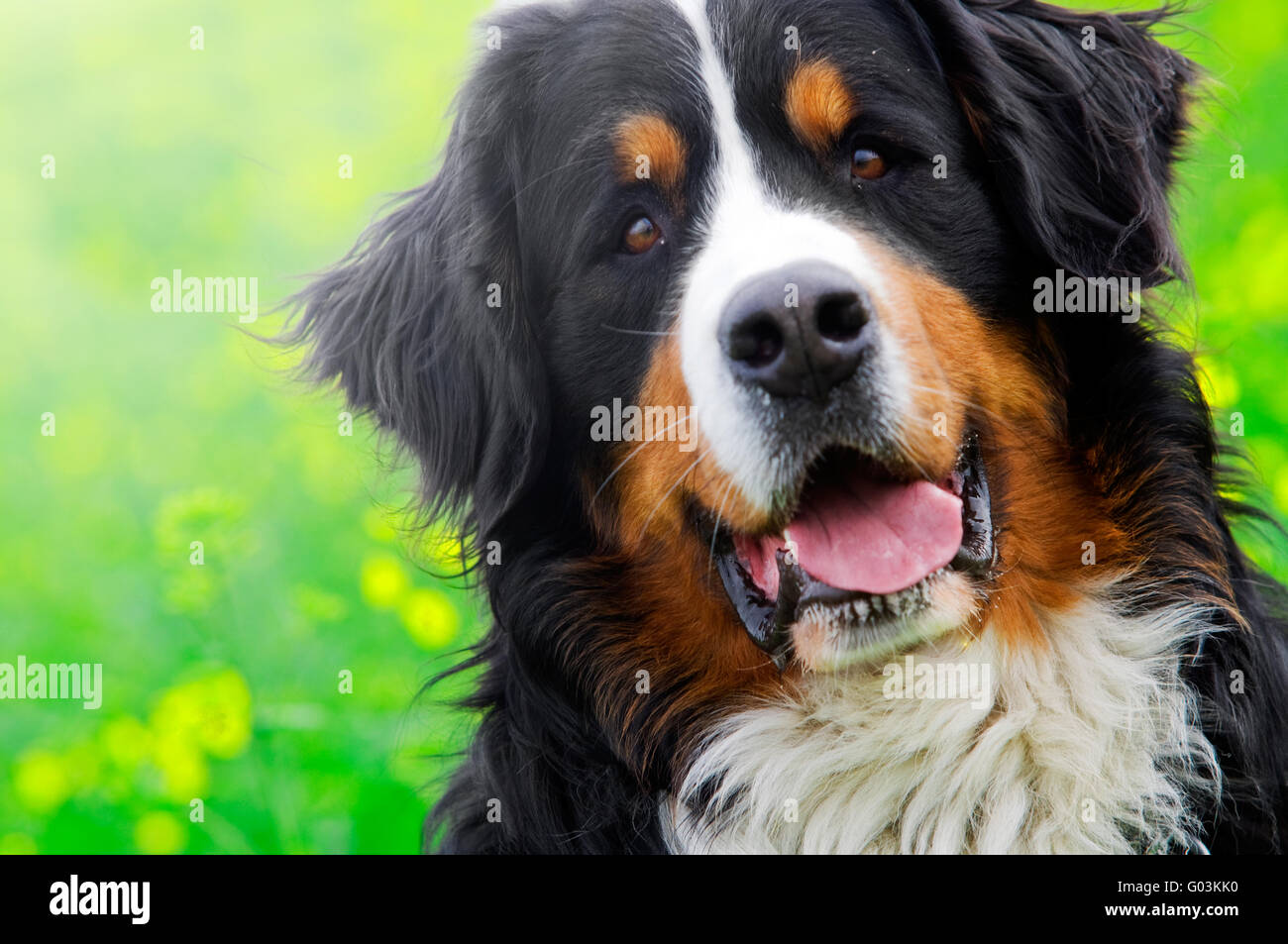 Berner Sennenhund Porträt in Blumen Landschaft Stockfoto