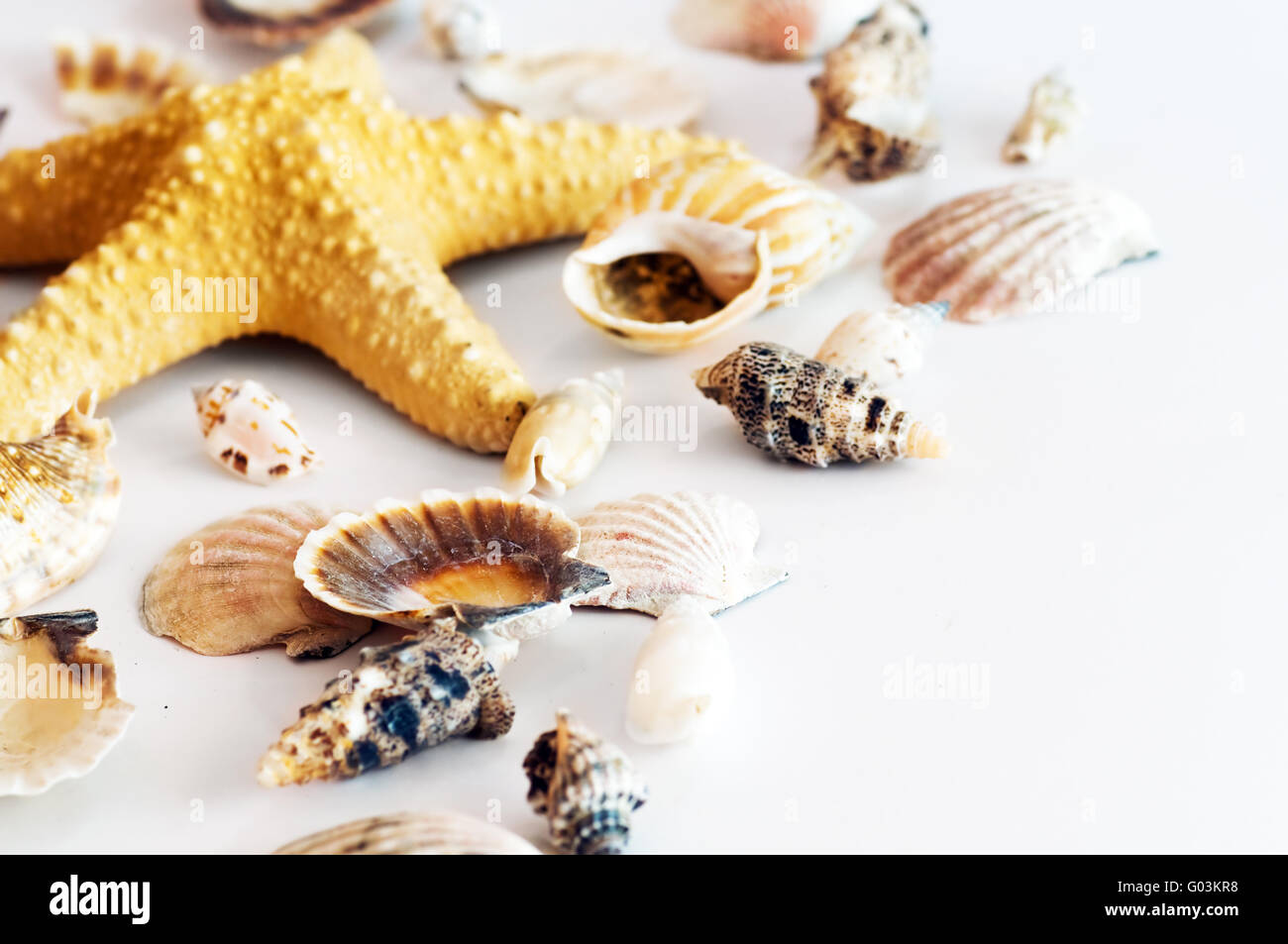 Seesterne und Muscheln, die isoliert auf weißem Hintergrund Stockfoto