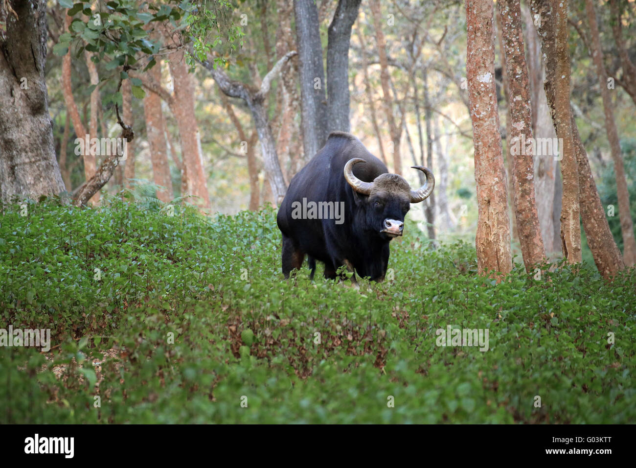 Gaur, (Bos Gaurus), indische Bison, K Gudi, B R Hills, Karnataka, Indien Stockfoto