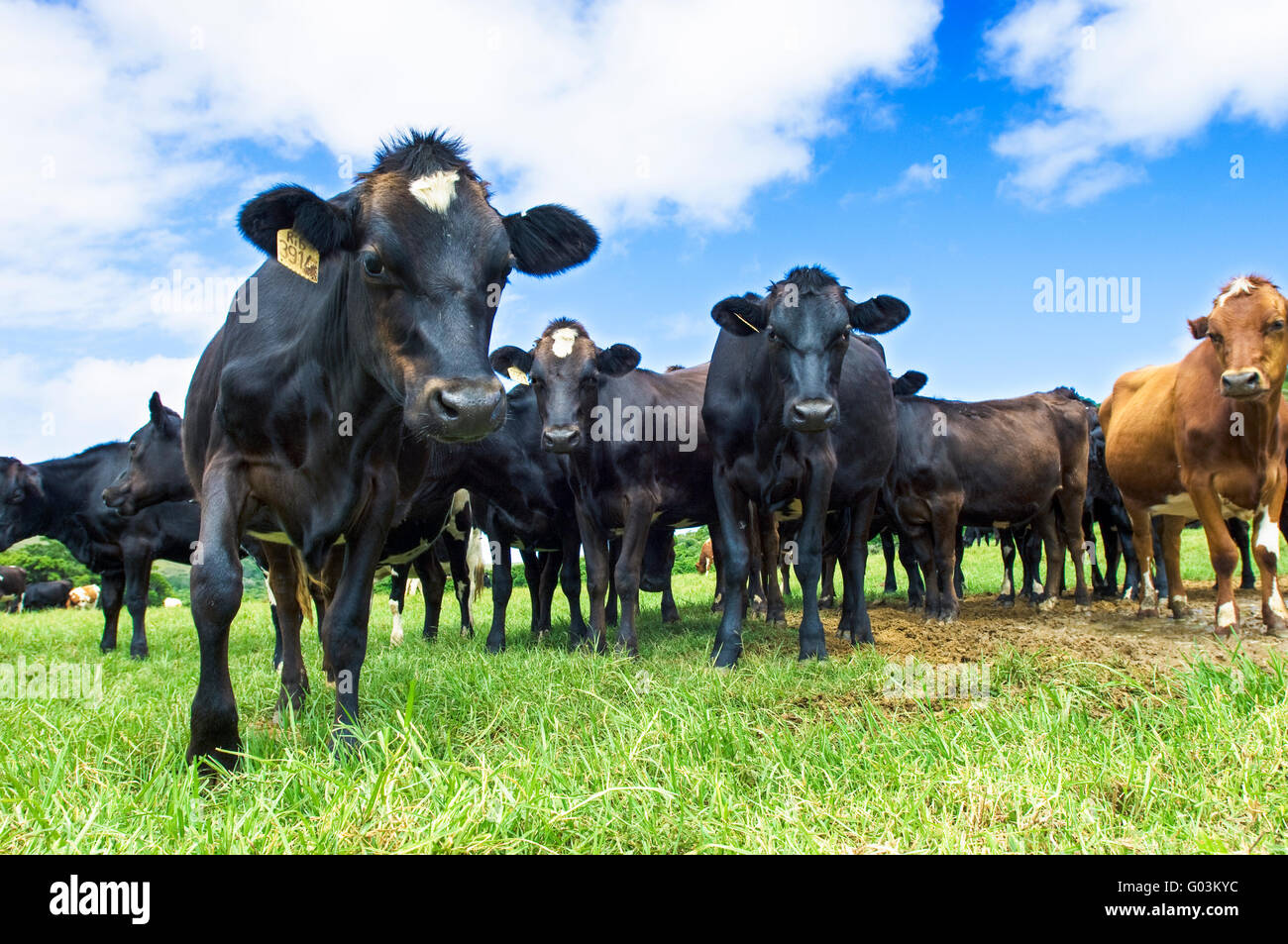 Vieh Vieh auf einer Rinderfarm in der Eastern Cape, Südafrika Stockfoto