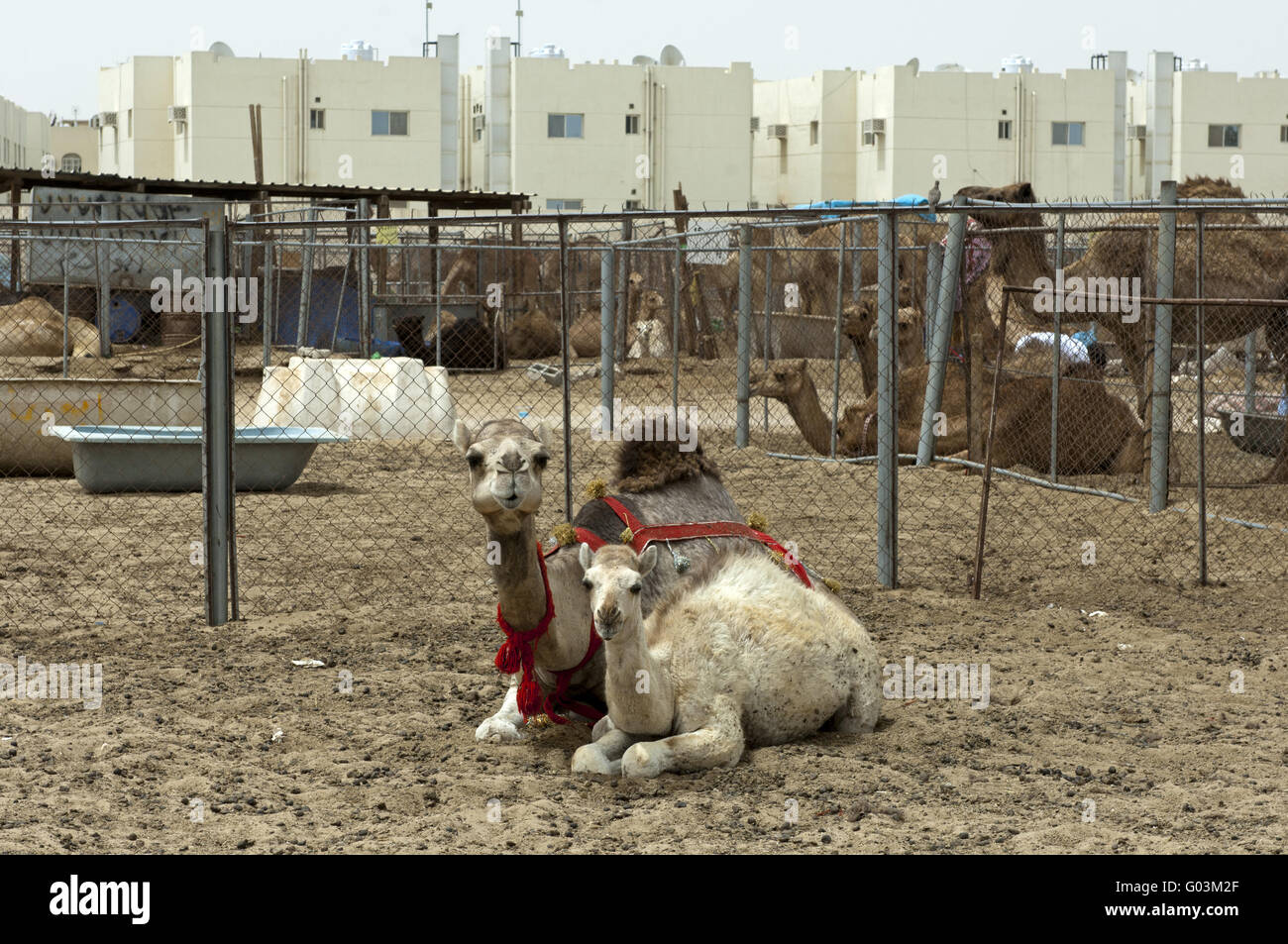 Kamel Kuh mit Fohlen auf dem Kamelmarkt Doha, Katar Stockfoto