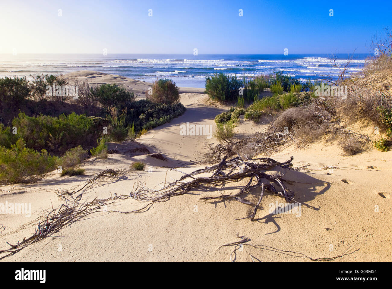 Eine typische Sanddüne und Küstenvegetation der Eastern Cape Coast in Südafrika Stockfoto