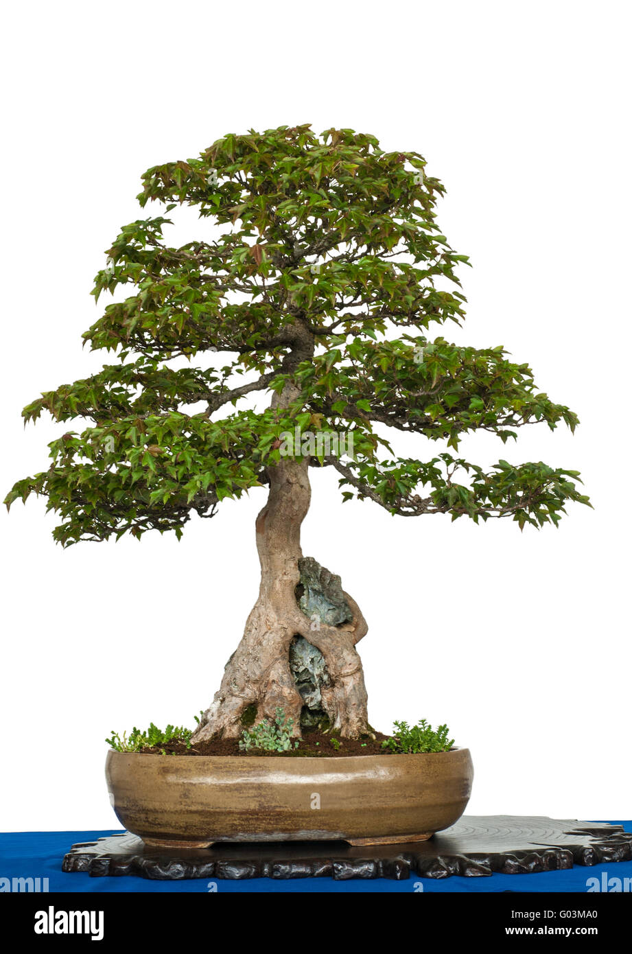 Alten Trident Ahorn als Bonsai-Baum wächst über ein Stockfoto