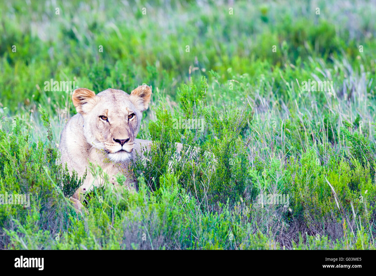Eine weibliche afrikanischer Löwe - Panthera Leo - liegend im Fynbos in Lalibela Game Reserve im Eastern Cape, South Africa Stockfoto