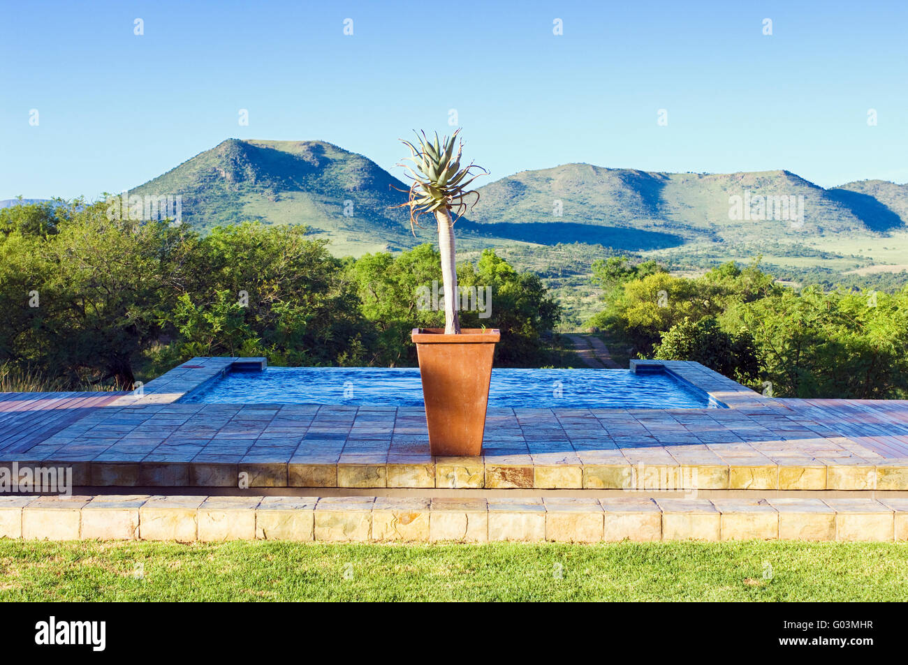Topfpflanzen Köcherbaum vor einen Swimming Pool mit Blick auf das Highveld Busch in der Nähe von Johannesburg in Südafrika Stockfoto