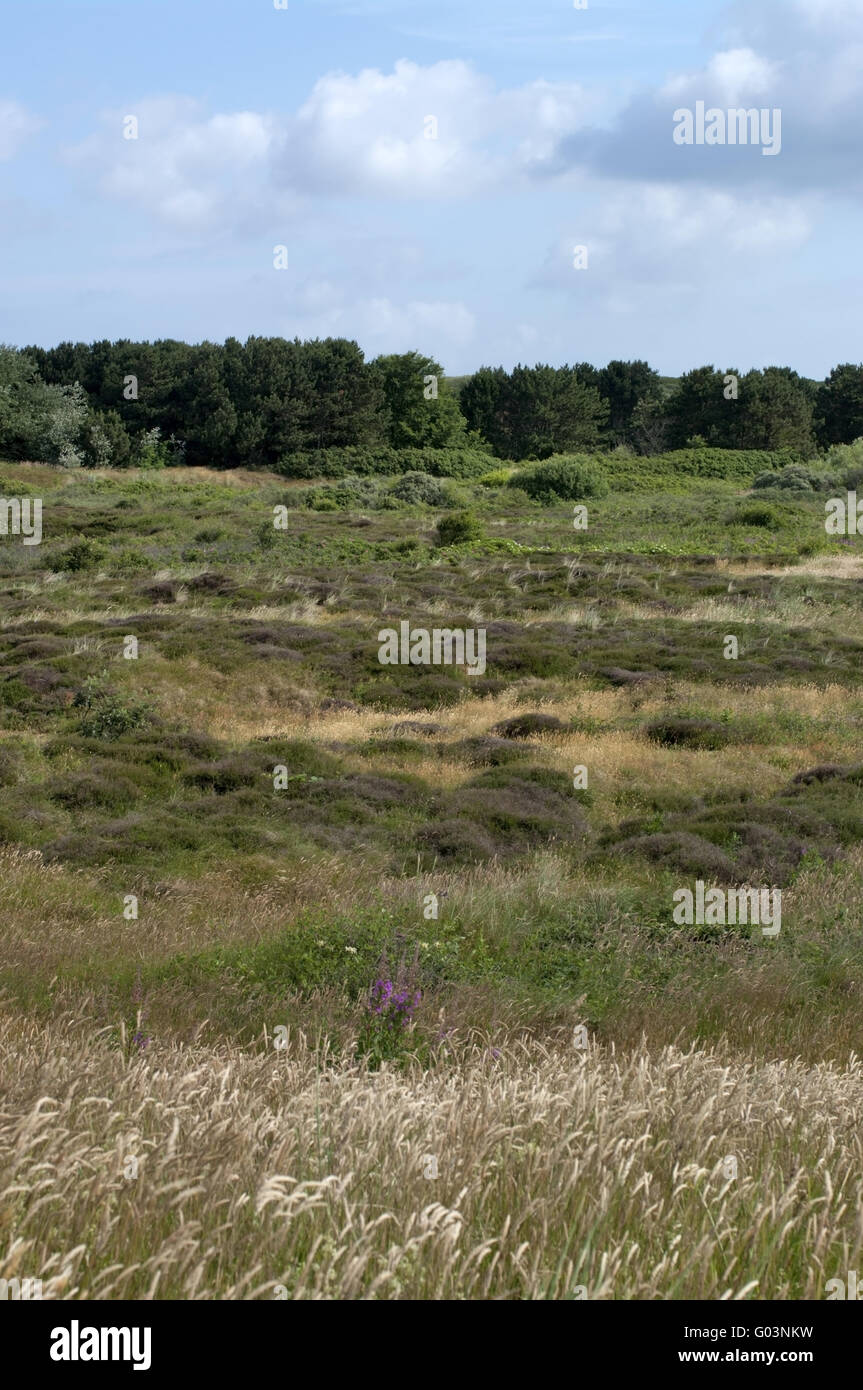 Dünenlandschaft auf Insel Stockfoto